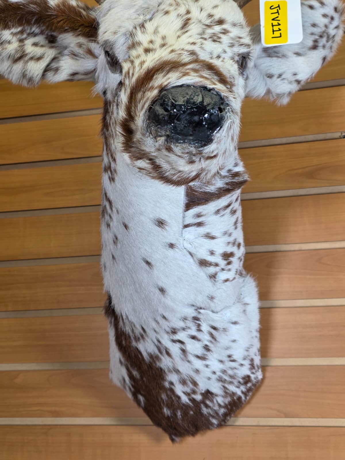 Jtv117 - Replica Deer Head and Neck – Taxidermy Mount