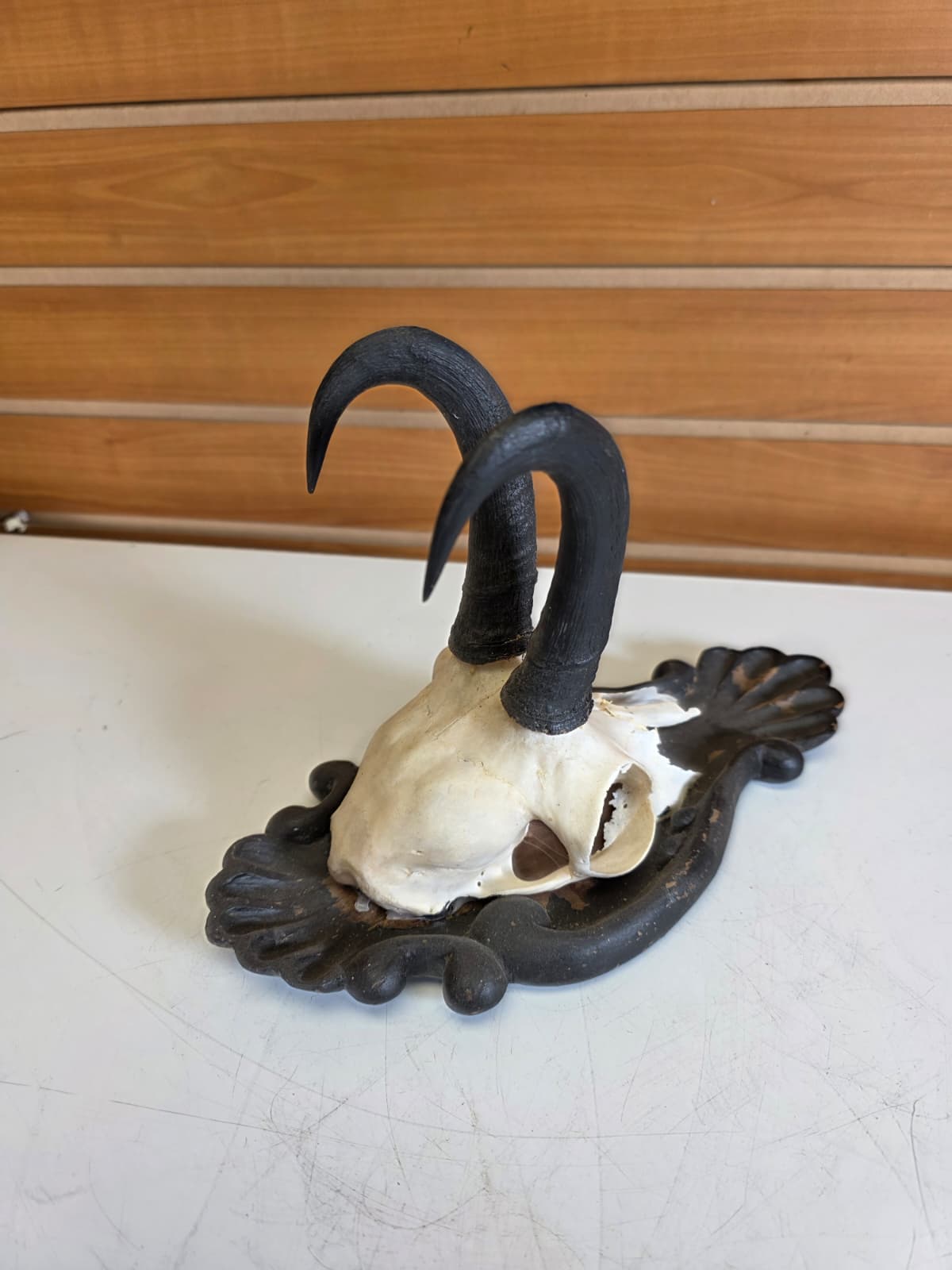 Jtv309 - Chamois Head Skull – Taxidermy Specimen (Incomplete)