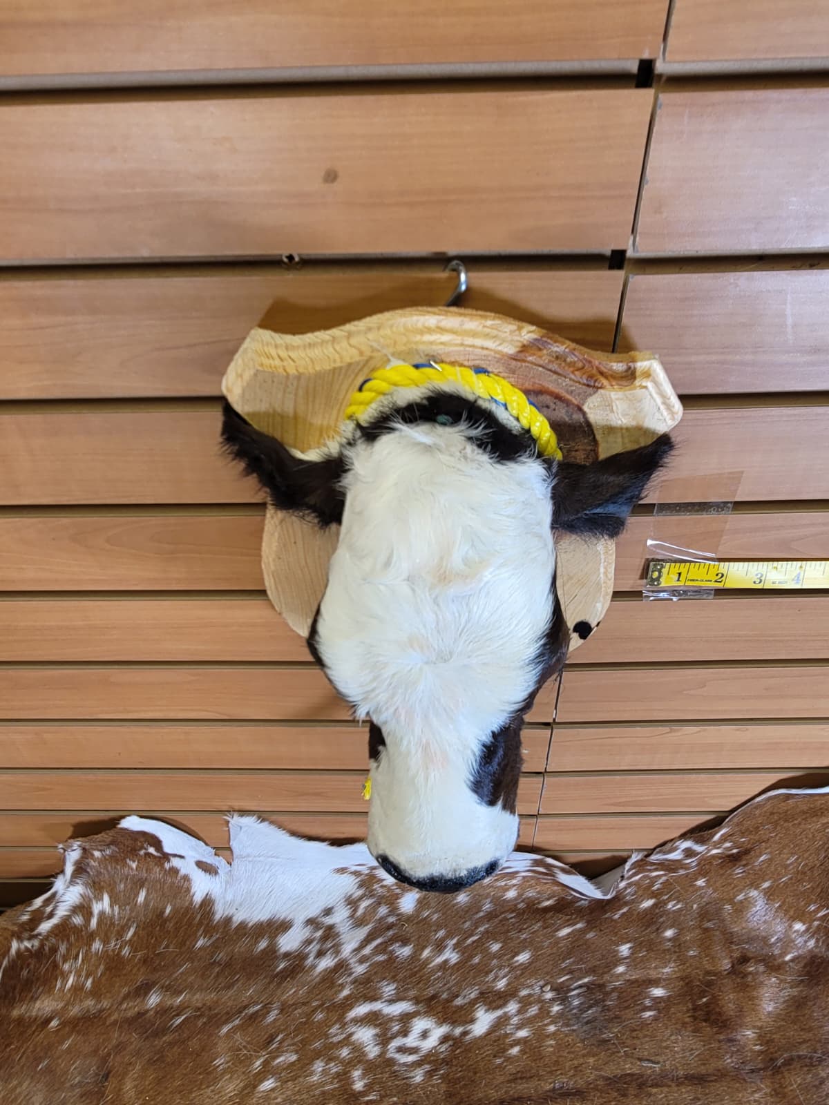 FHCOW305 - Mounted Calf Head – Taxidermy