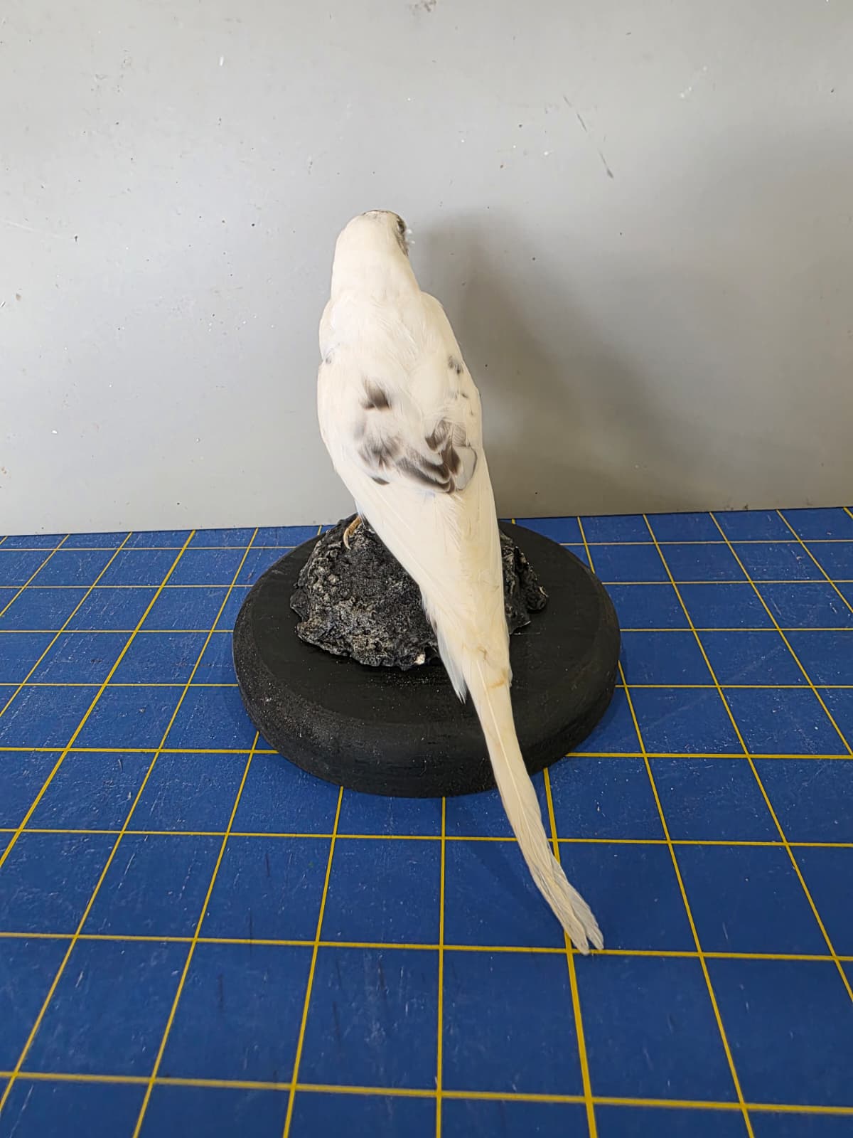 Fhyen2 - White Parakeet Taxidermy Mount – Natural Rock Base