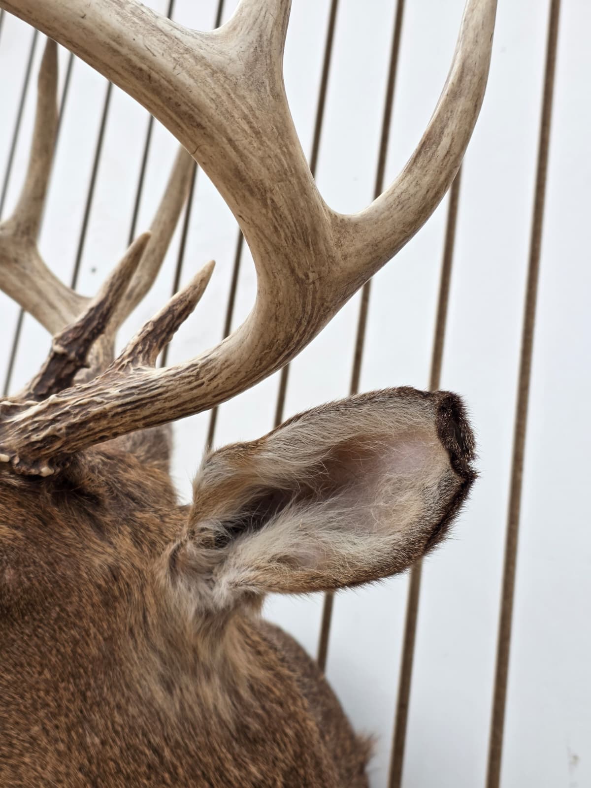 Drmq106 - White-Tailed Deer Shoulder Mount – Taxidermy Wall Display