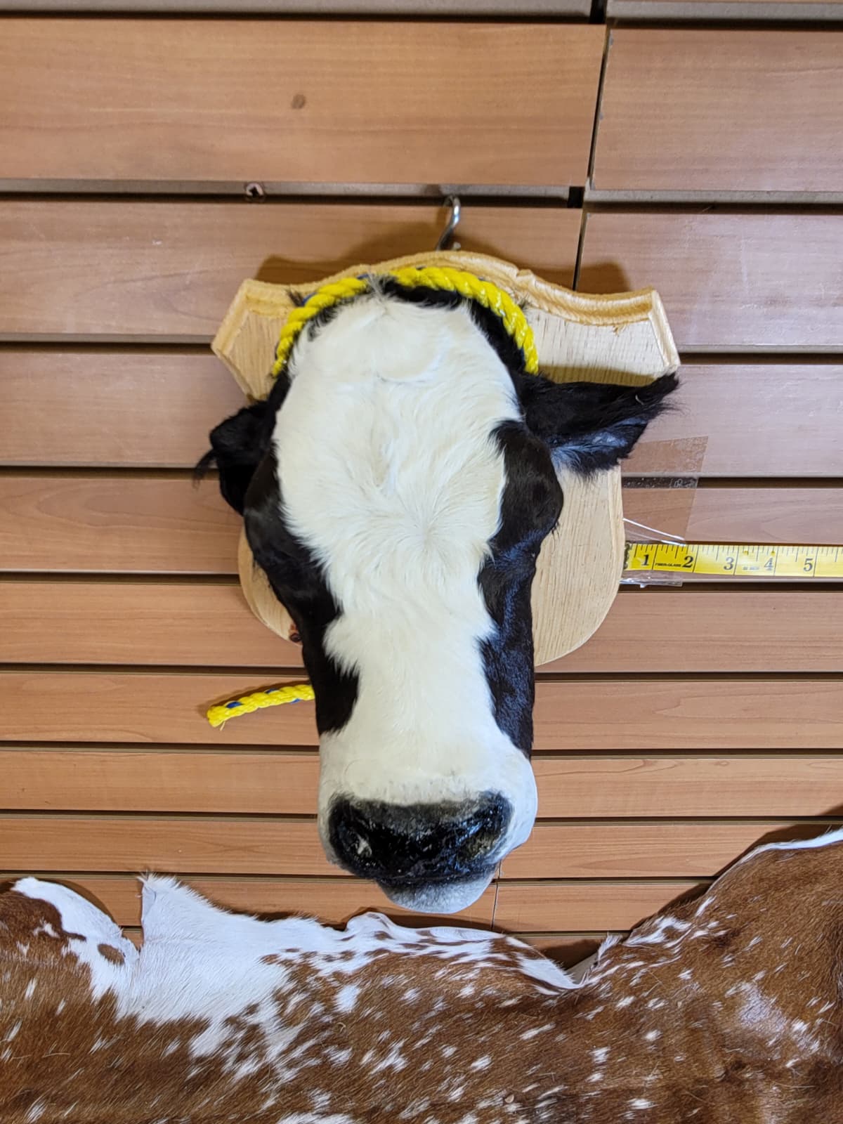 FHCOW306 - Mounted Calf Head – Taxidermy