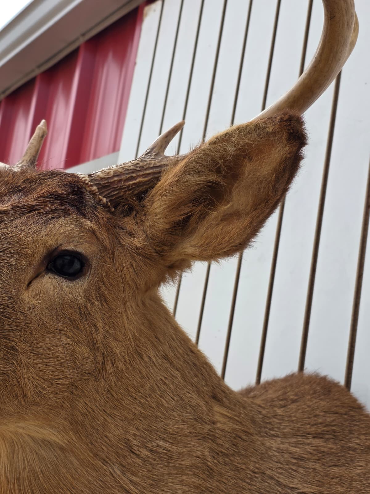 Fhdar1 - White-Tailed Deer Shoulder Mount – Taxidermy Wall Display