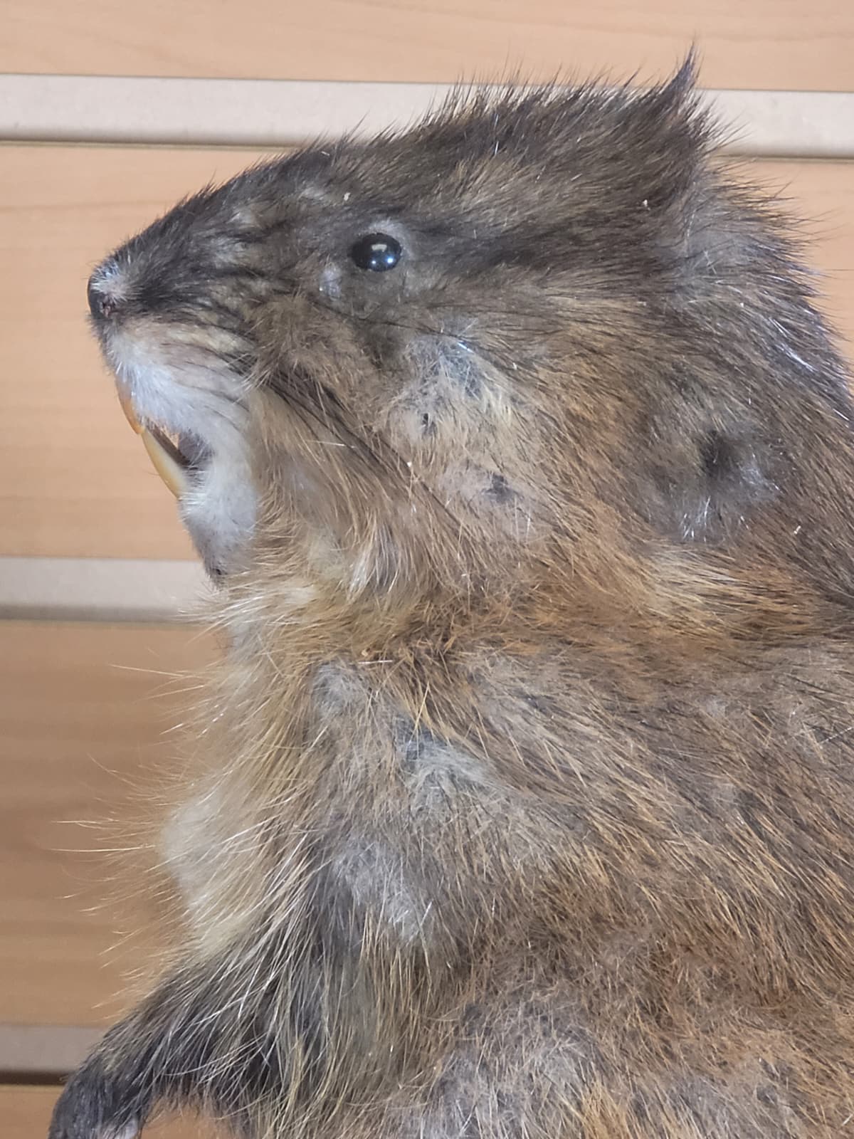 FHMUS300 - American Red Squirrel Taxidermy Mount