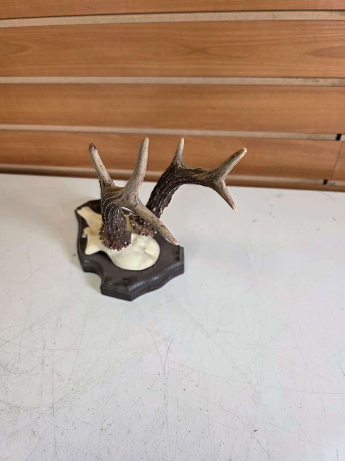 Jtv310 - Roe Deer Upper Skull – Taxidermy Specimen