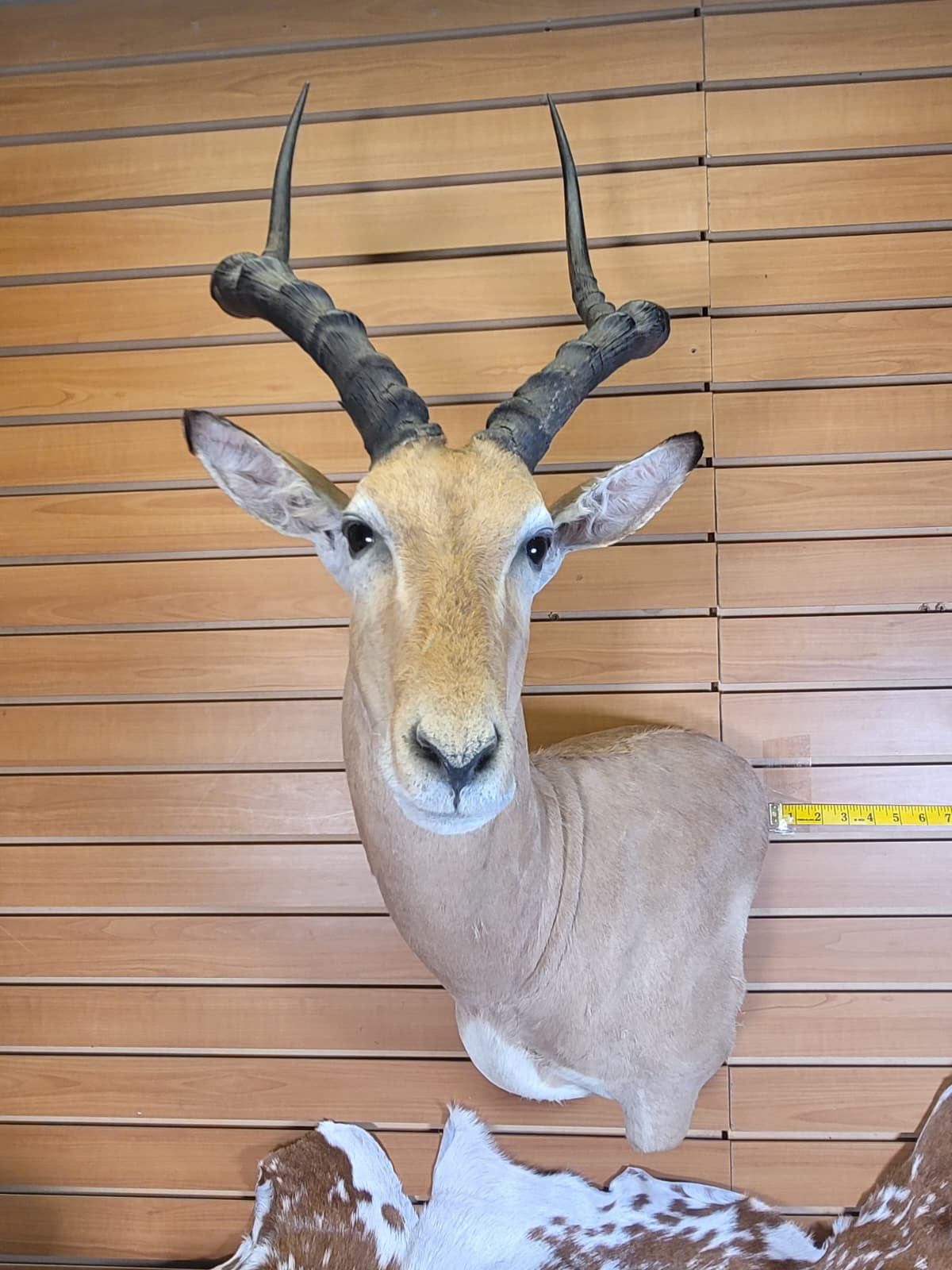FHFF300 - Impala Head (Aepyceros melampus) – Taxidermy Mount