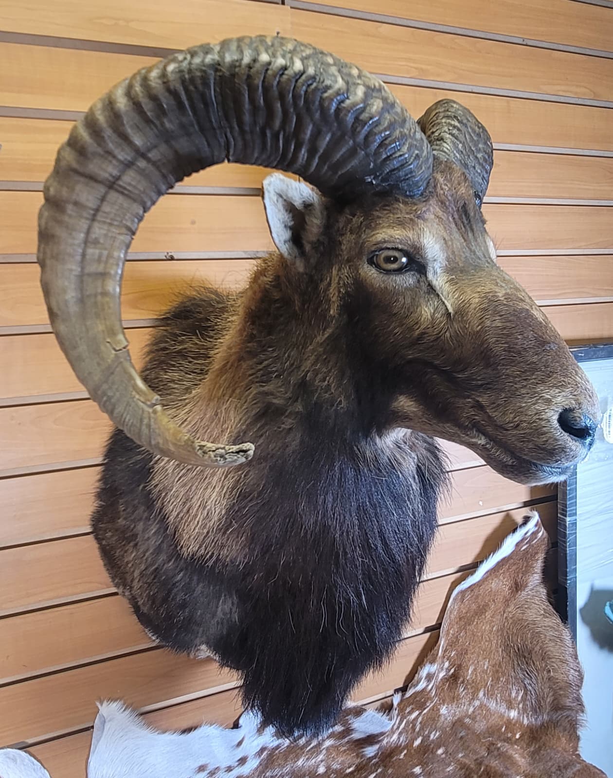 FHRAM300 - Mouflon Head – Taxidermy Mount