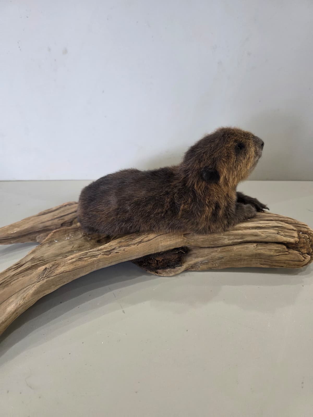 Fhck167 - Baby Beaver Taxidermy Mount – Lifelike Woodland Display