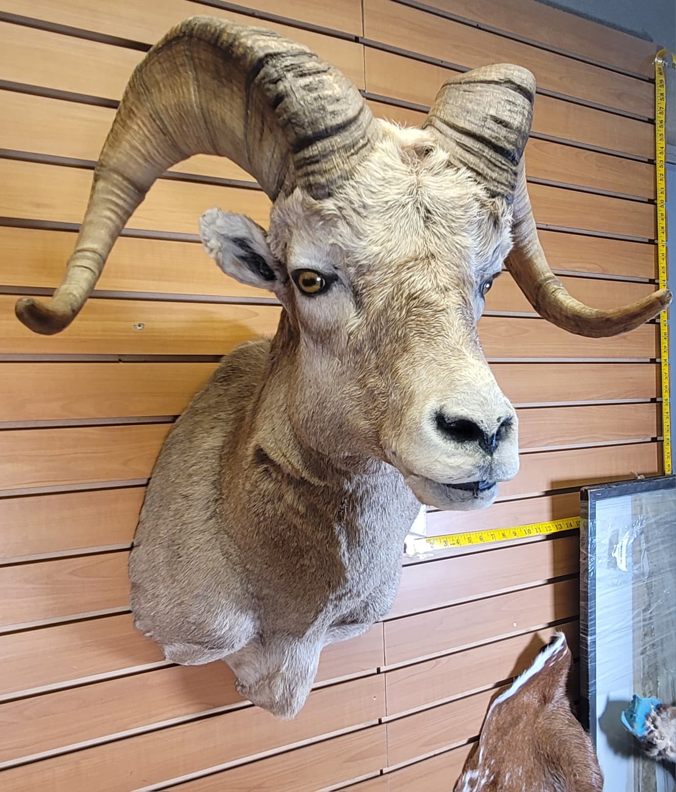 FHRAM301 - Bighorn Sheep Head – Taxidermy Mount
