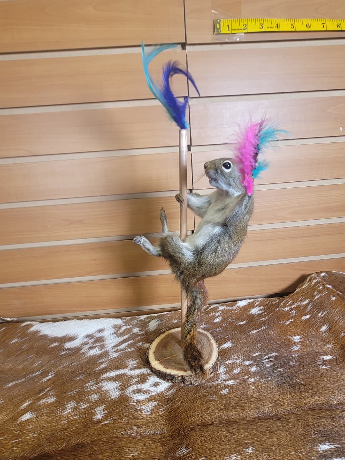 FHSQ304 - Stripping American Red Squirrel Taxidermy Mount
