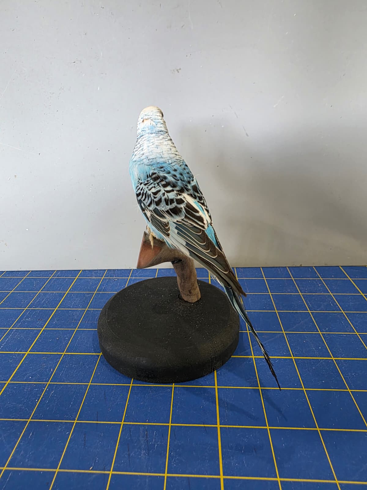 Fhyen9 - Blue Budgerigar (Parakeet) Taxidermy Mount – Natural Perch Display