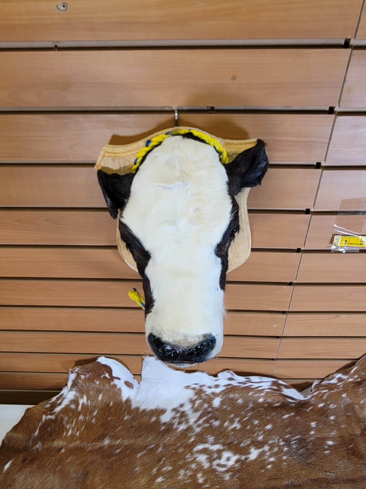 FHCOW302 - Mounted Calf Head – Taxidermy