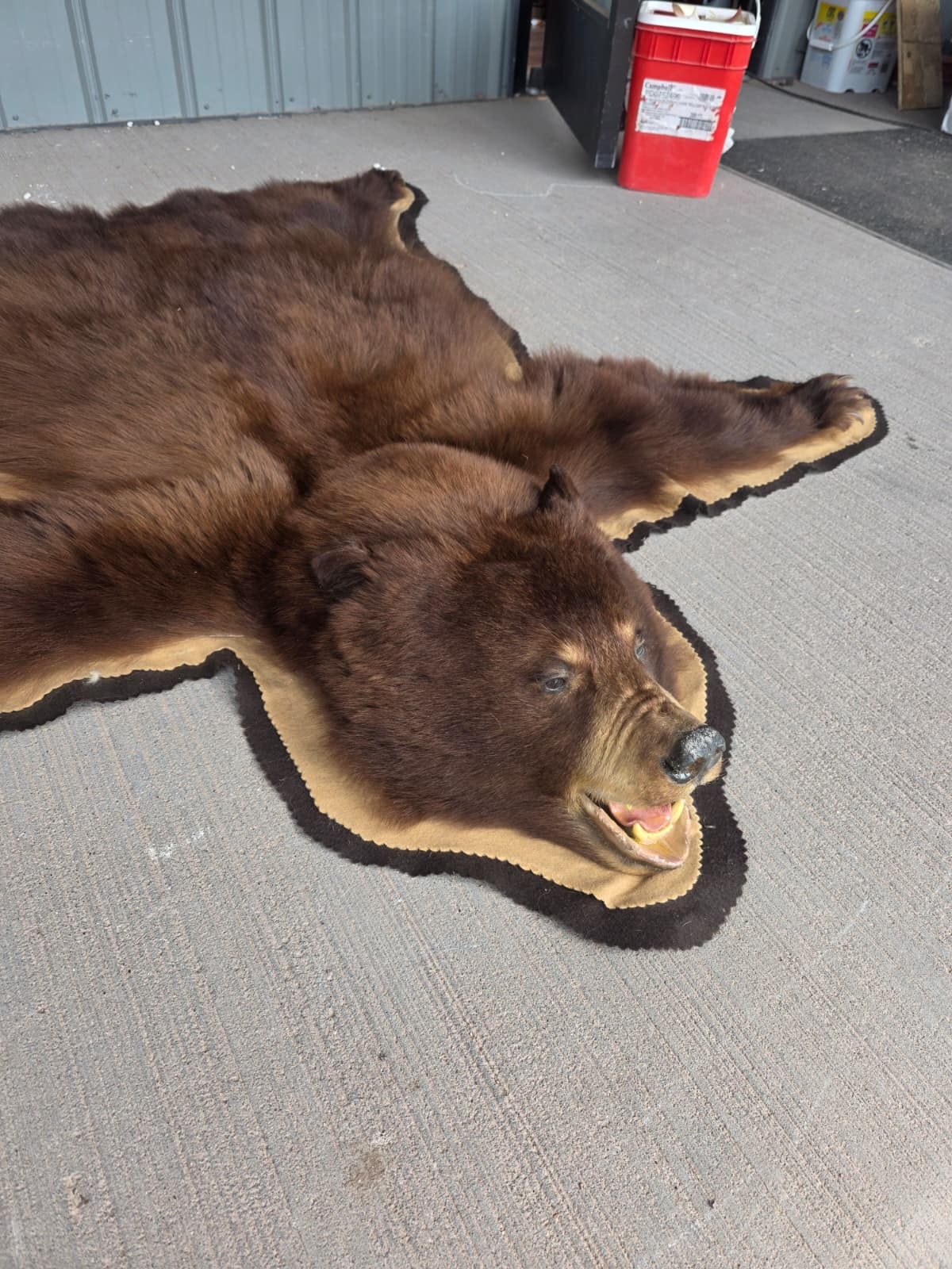 Fhchbr1 - Bear Rug Taxidermy – 64” Long Rustic Display