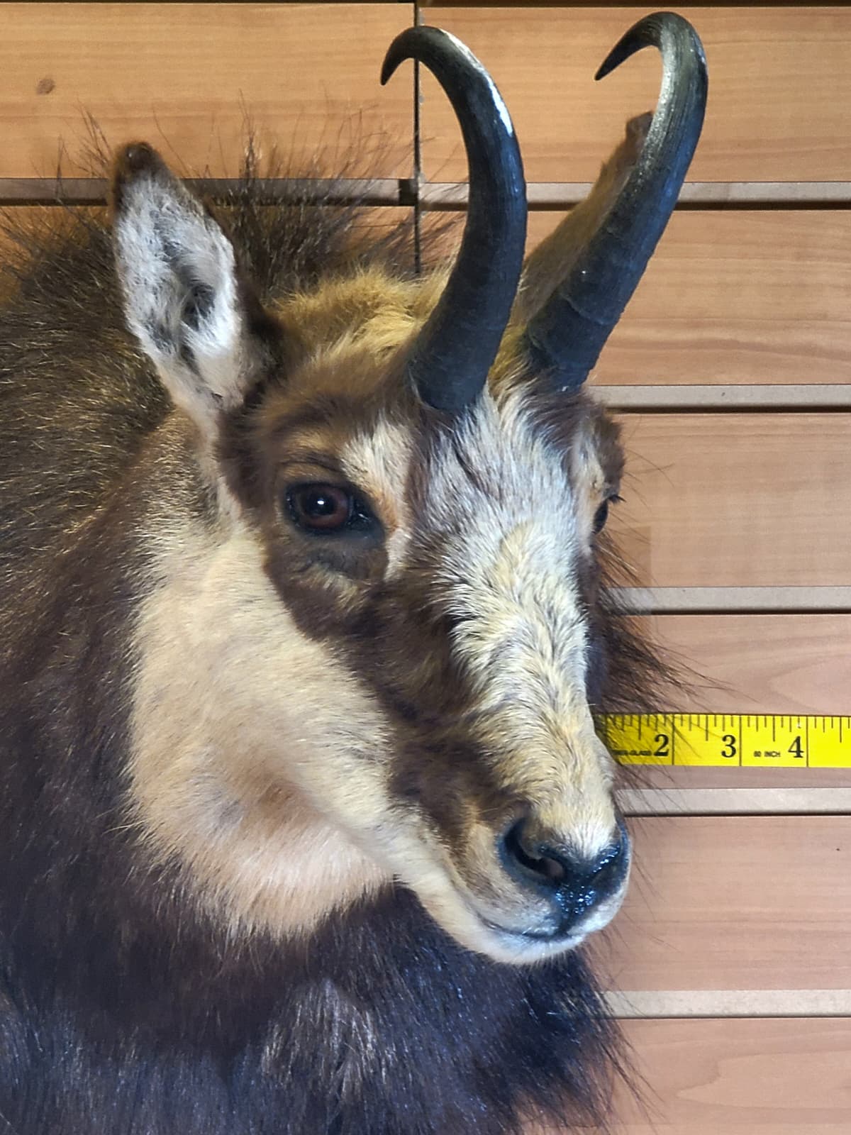 FHGOA301 - Chamois Head – Taxidermy Mount