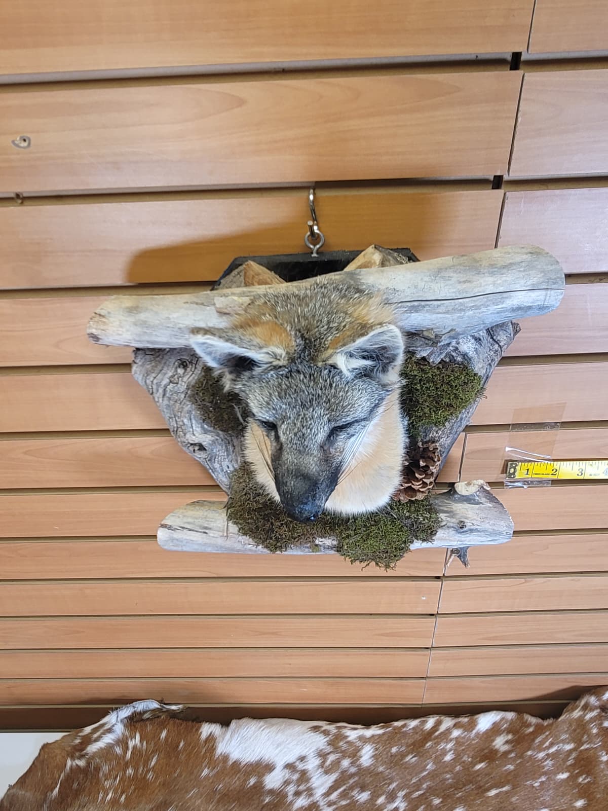 FHGF300 - Gray Fox – Taxidermy Mount