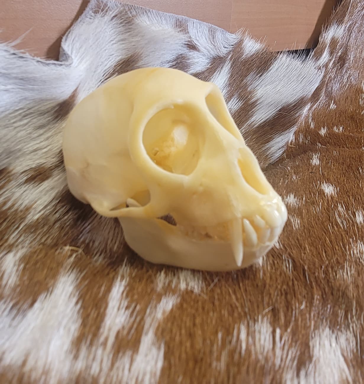 FHPS301 - Tufted Capuchin real monkey skull