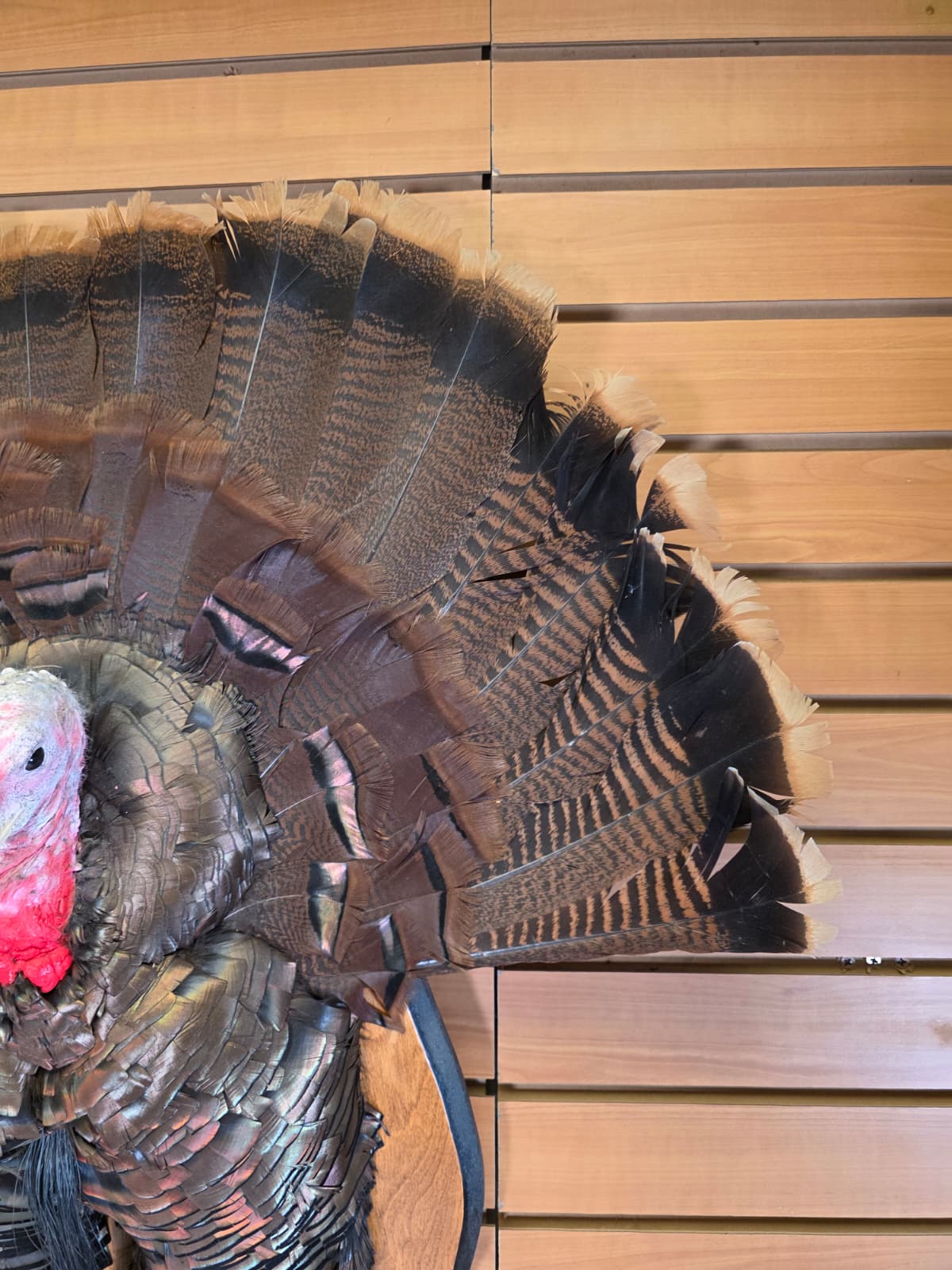 Jtv426 - Half Turkey Tom Taxidermy Shoulder Mount – With Tail Display