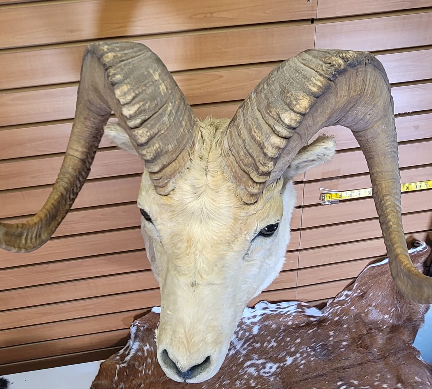 FHRAM302 - Dall Sheep Head – Taxidermy Mount