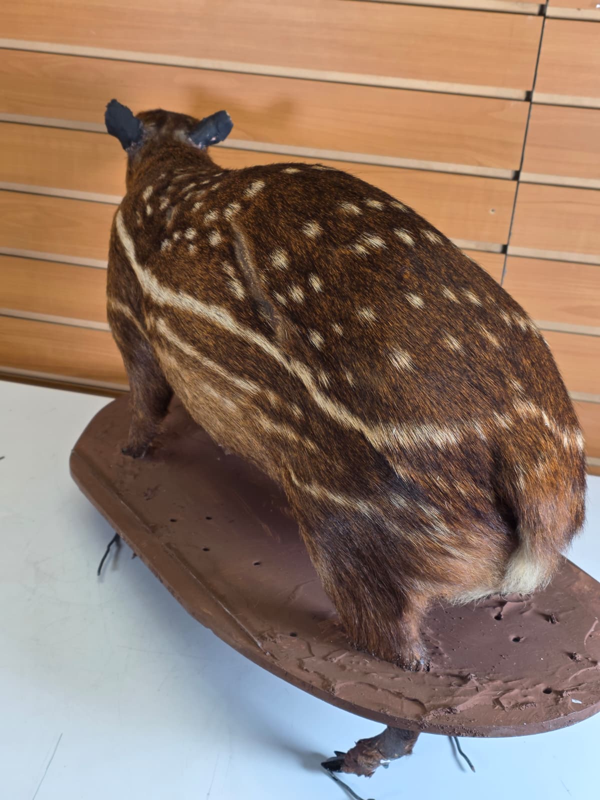 FHAB32 - Taxidermy Lowland Paca