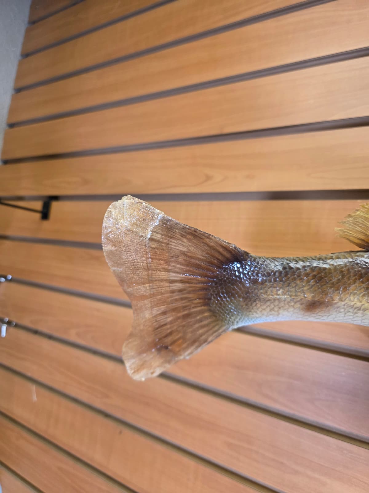 Jtv453 - 30" Walleye Taxidermy Mount – Bold Freshwater Display
