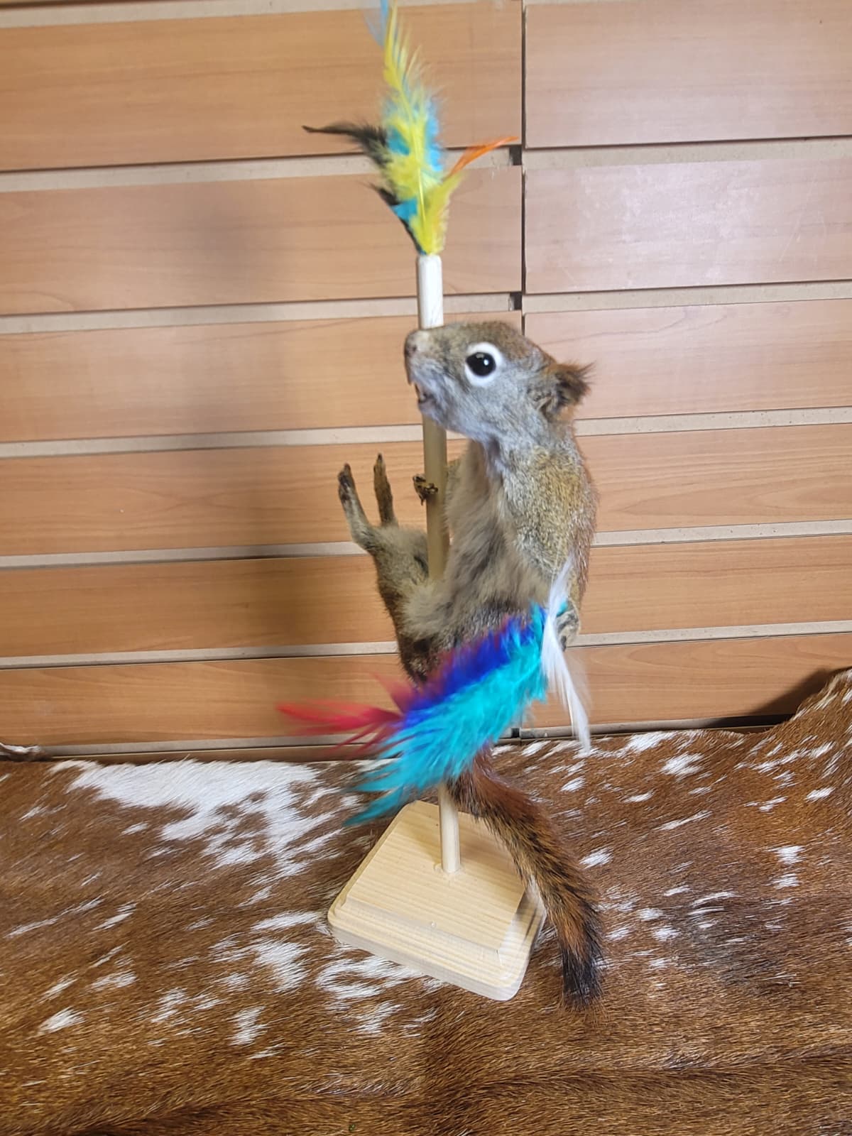 FHSQ303 - Stripping American Red Squirrel Taxidermy Mount