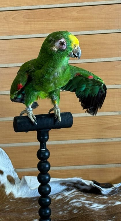 FHPAR301 - Yellow-crowned Amazon – Taxidermy Mount