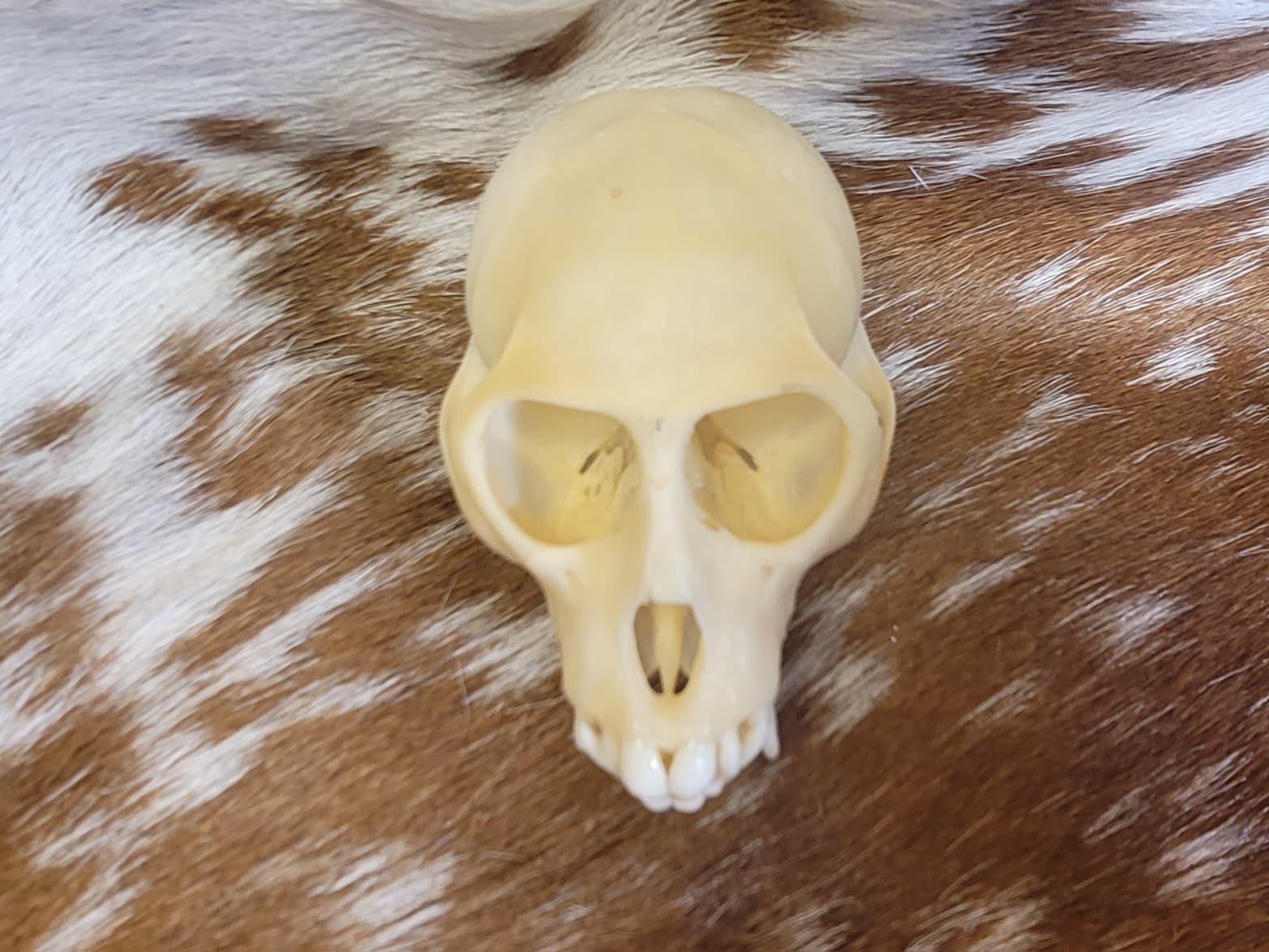 FHPS304 - Colobus Monkey taxidermy real skull