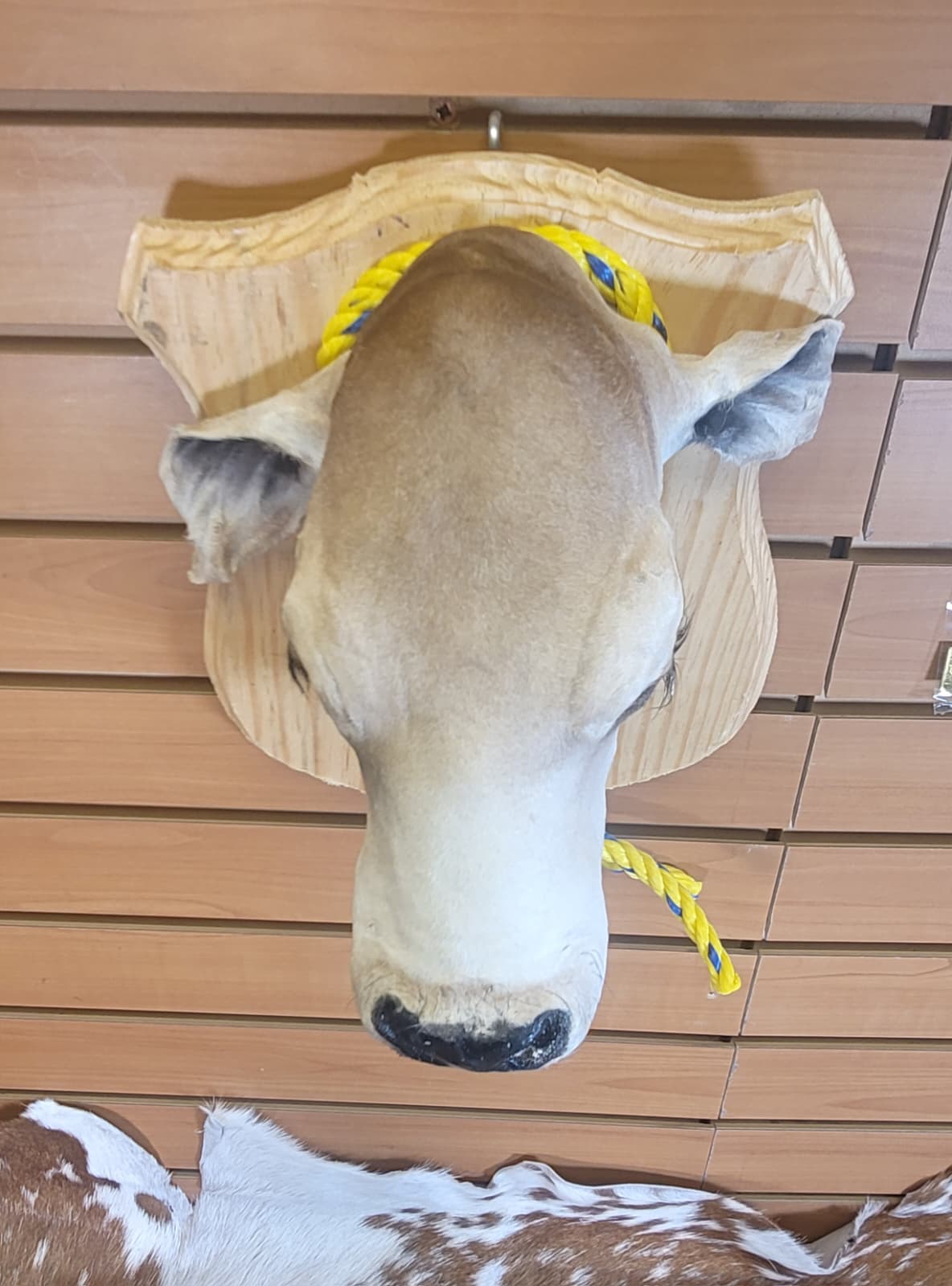 FHCOW309 - Mounted Calf Head – Taxidermy