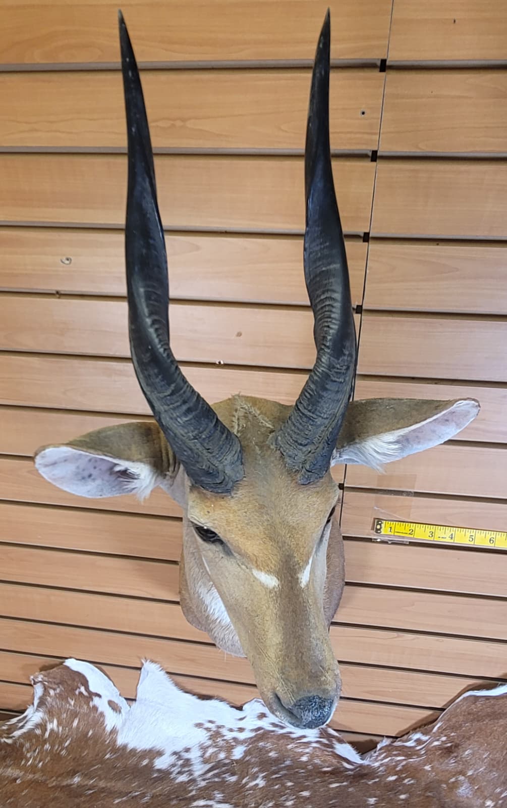 FHFF301 - Bushbuck Head – Taxidermy Mount