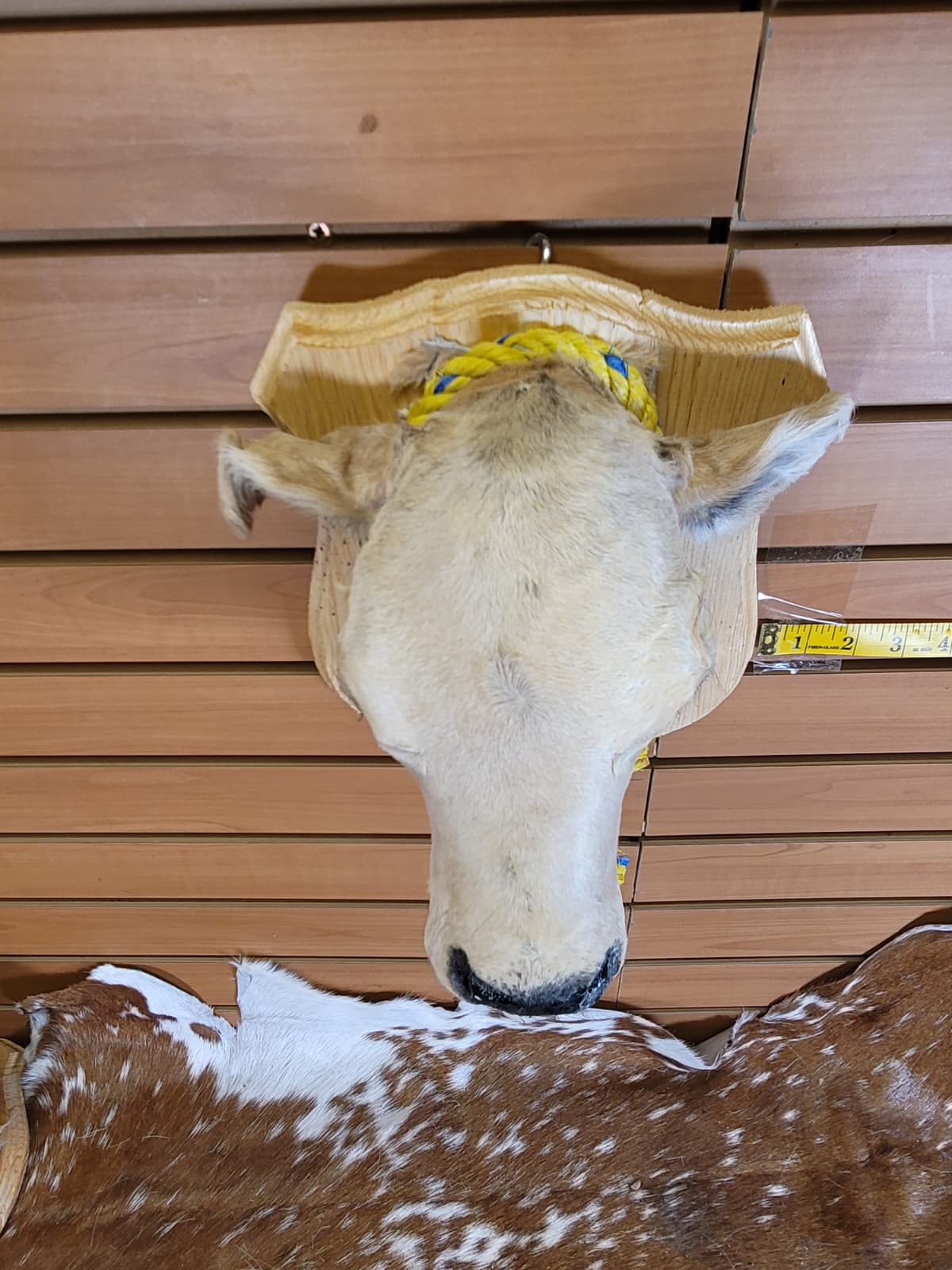 FHCOW304 - Mounted Calf Head – Taxidermy