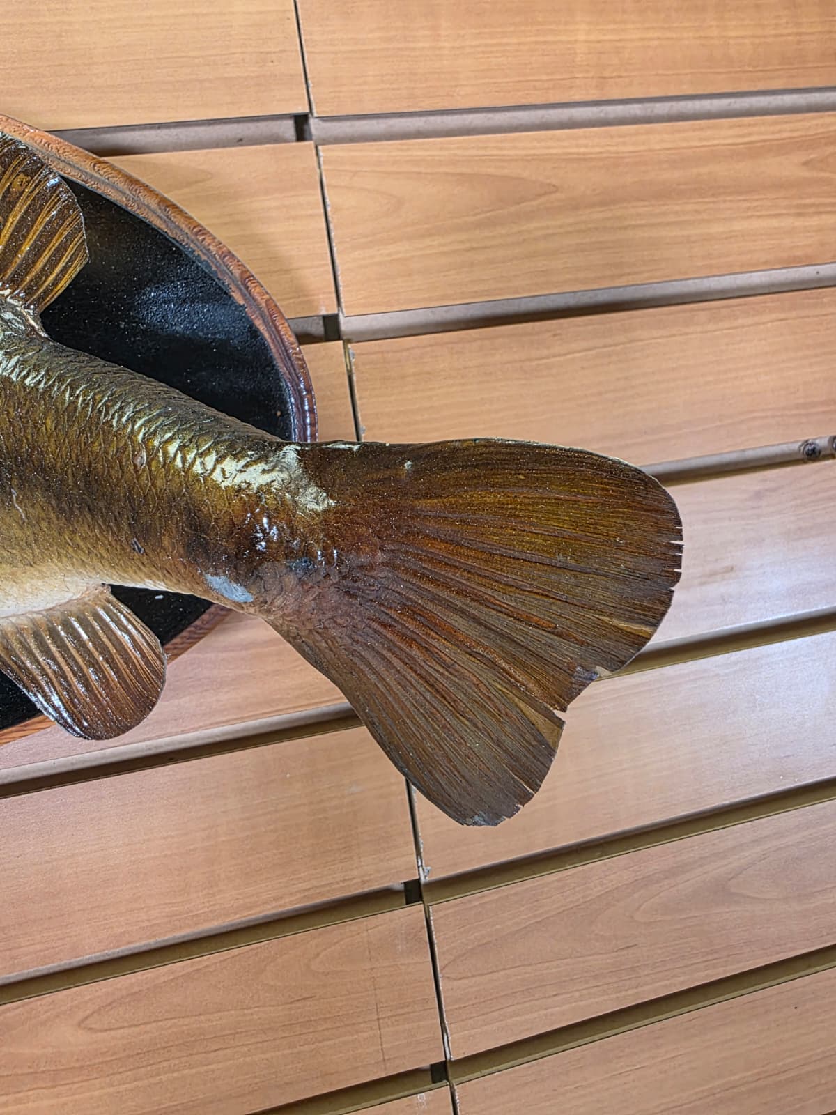 Jtv440 - 17" Largemouth Bass Taxidermy Mount – Natural Freshwater Display
