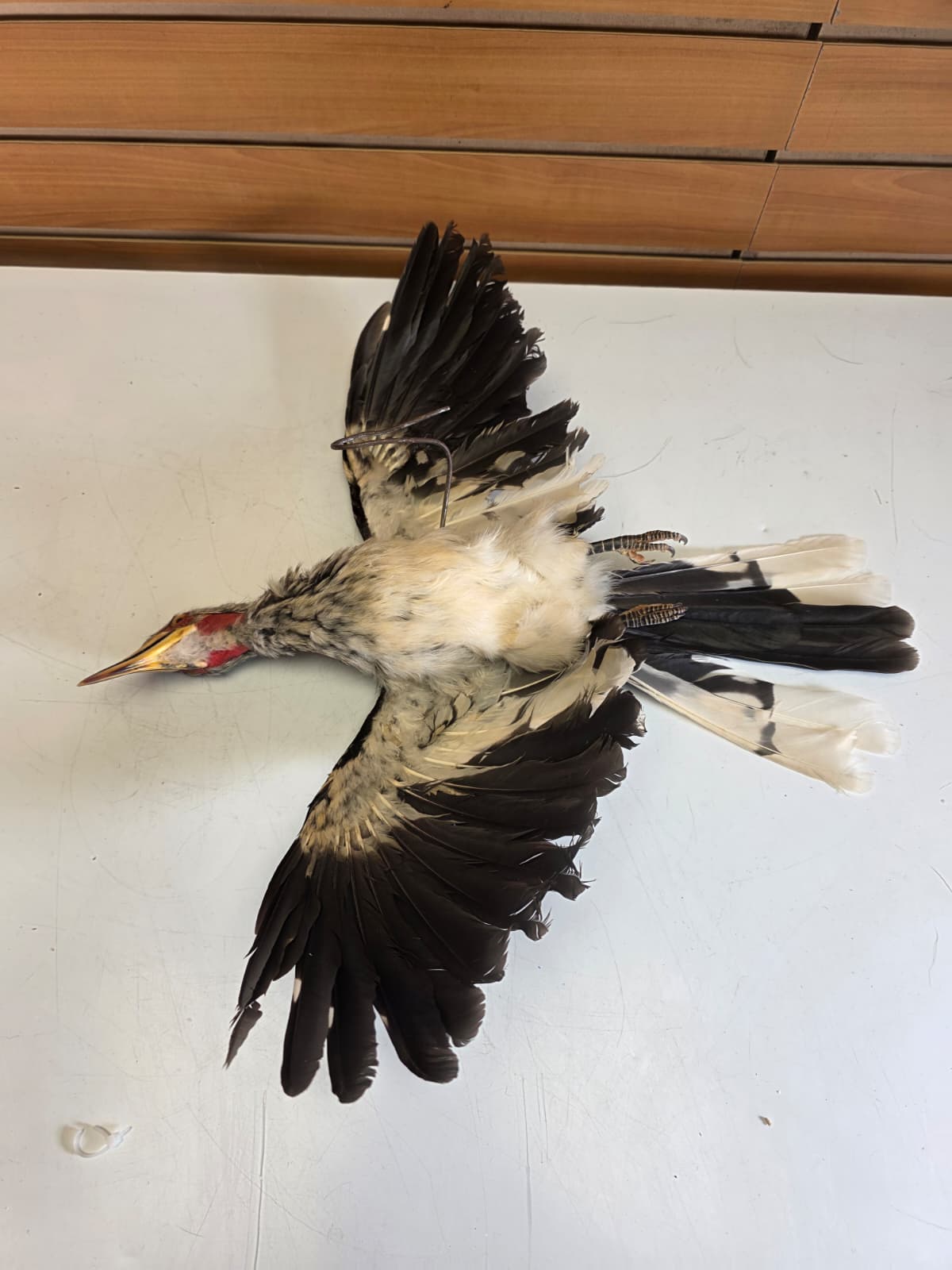 Jtv419 - Yellow-Billed Hornbill Taxidermy Mount – Exotic Bird Display