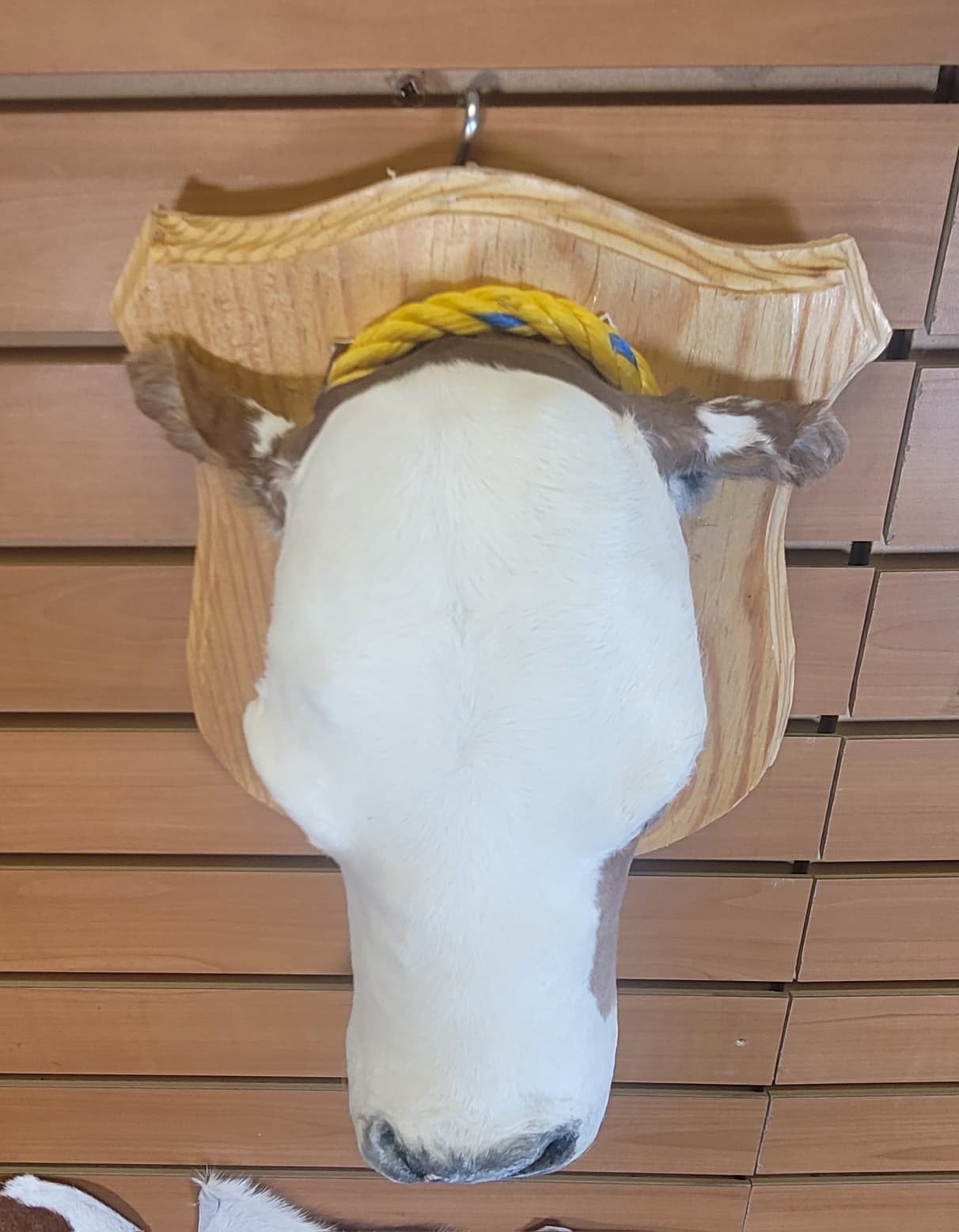 FHCOW10 - Mounted Calf Head – Taxidermy