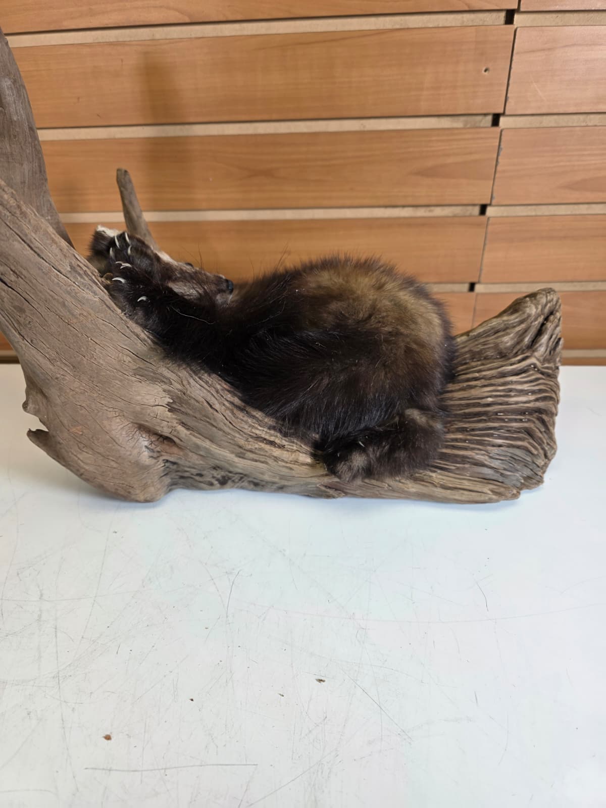 Fhck155 - Taxidermy Marten full body mount