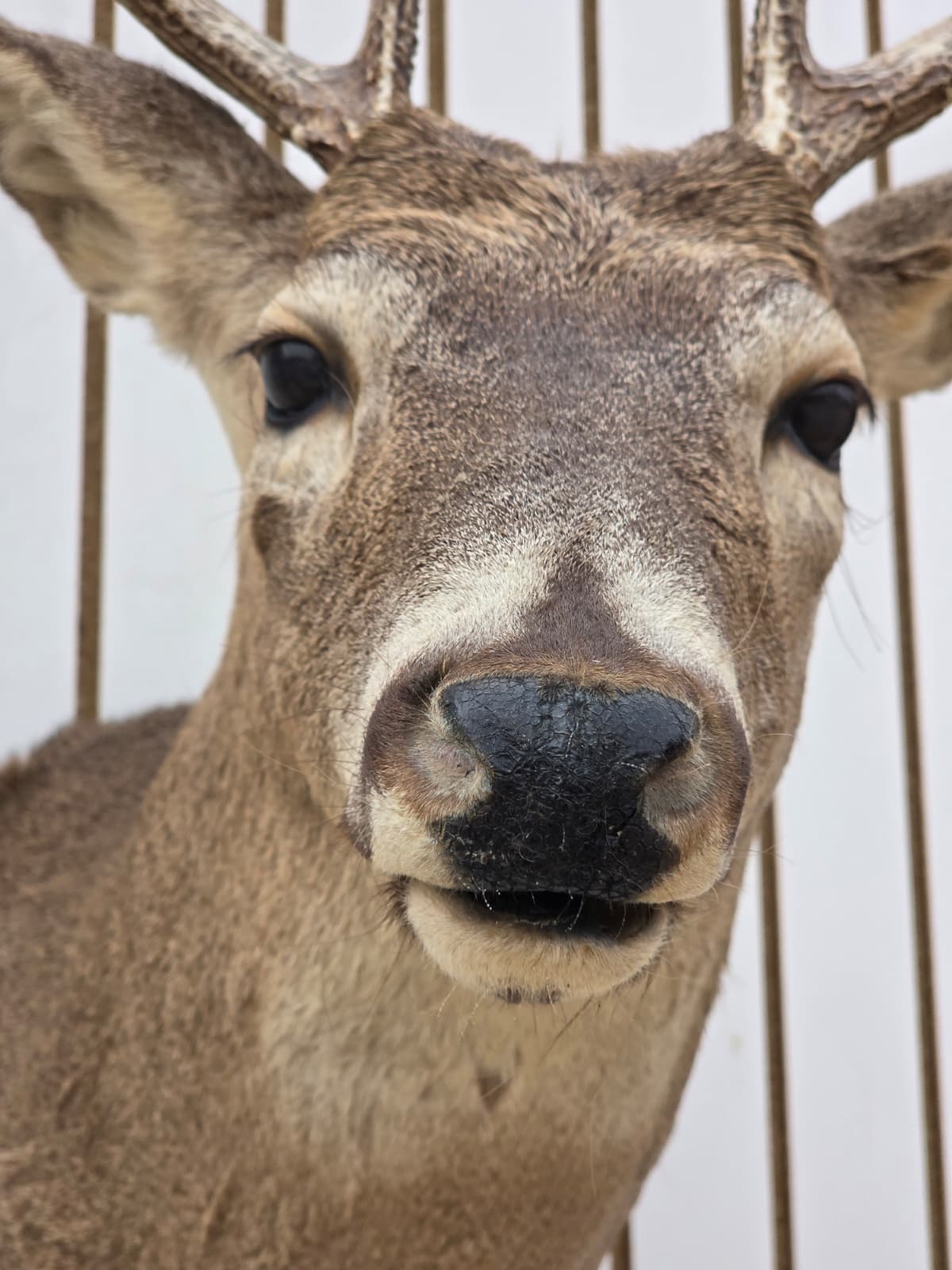 Fhdar9 - White-Tailed Deer Shoulder Mount – Taxidermy Wall Display