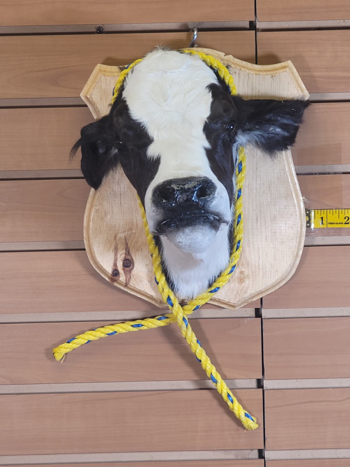 FHCOW306 - Mounted Calf Head – Taxidermy