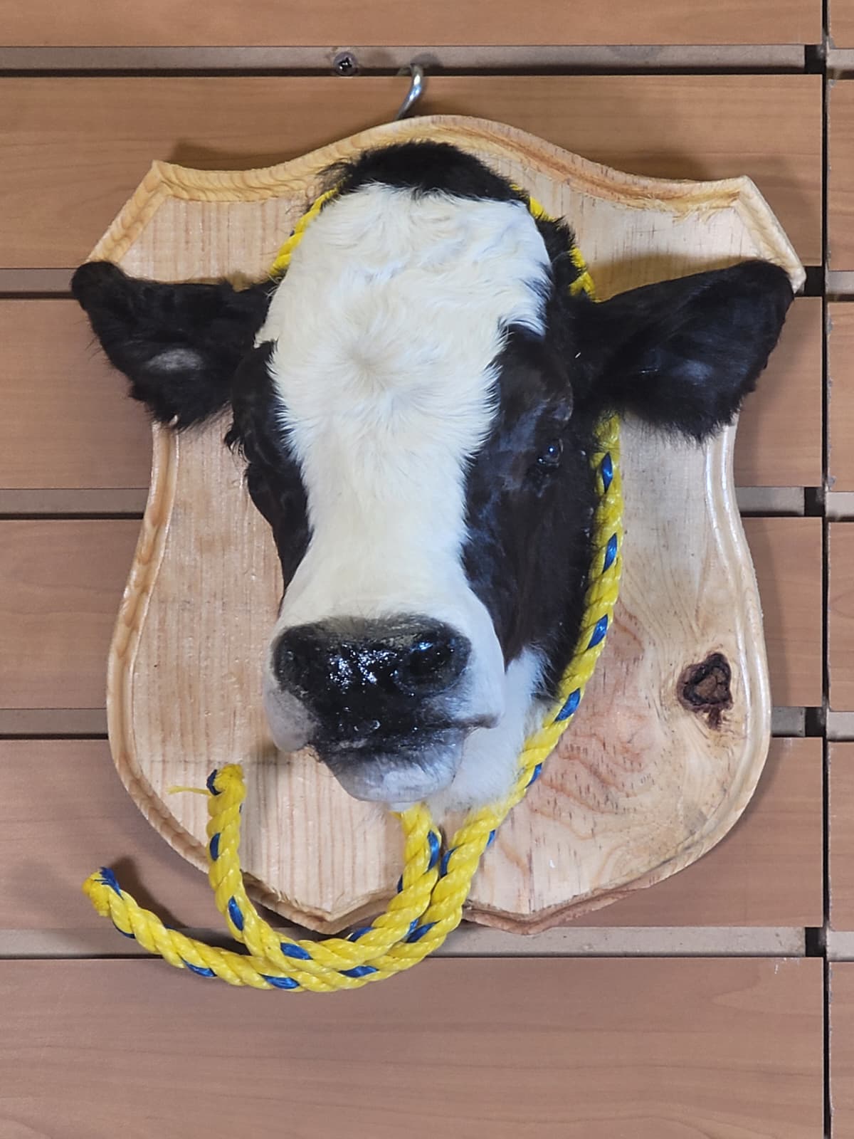 FHCOW308 - Mounted Calf Head – Taxidermy