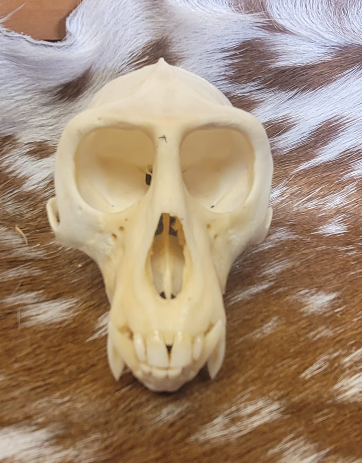 FHPS302 - Colobus real monkey skull