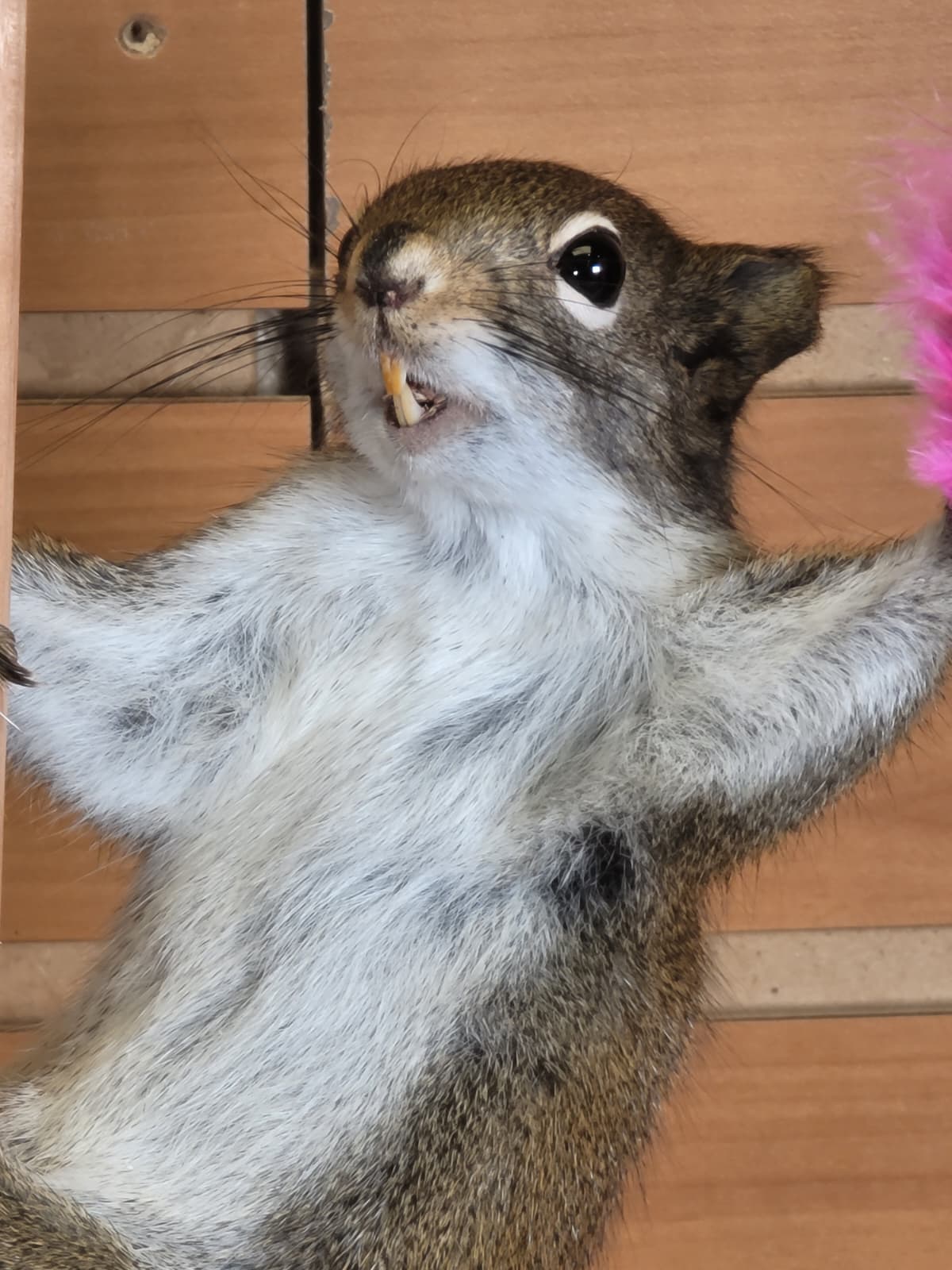 FHSQ304 - Stripping American Red Squirrel Taxidermy Mount