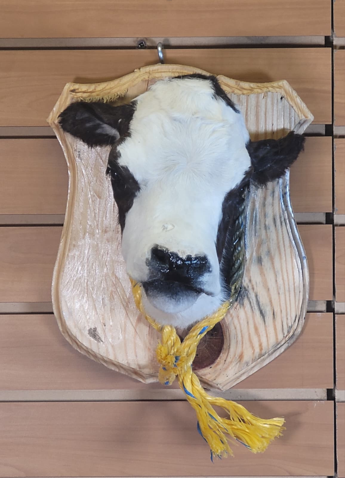 FHCOW311 - Mounted Calf Head – Taxidermy