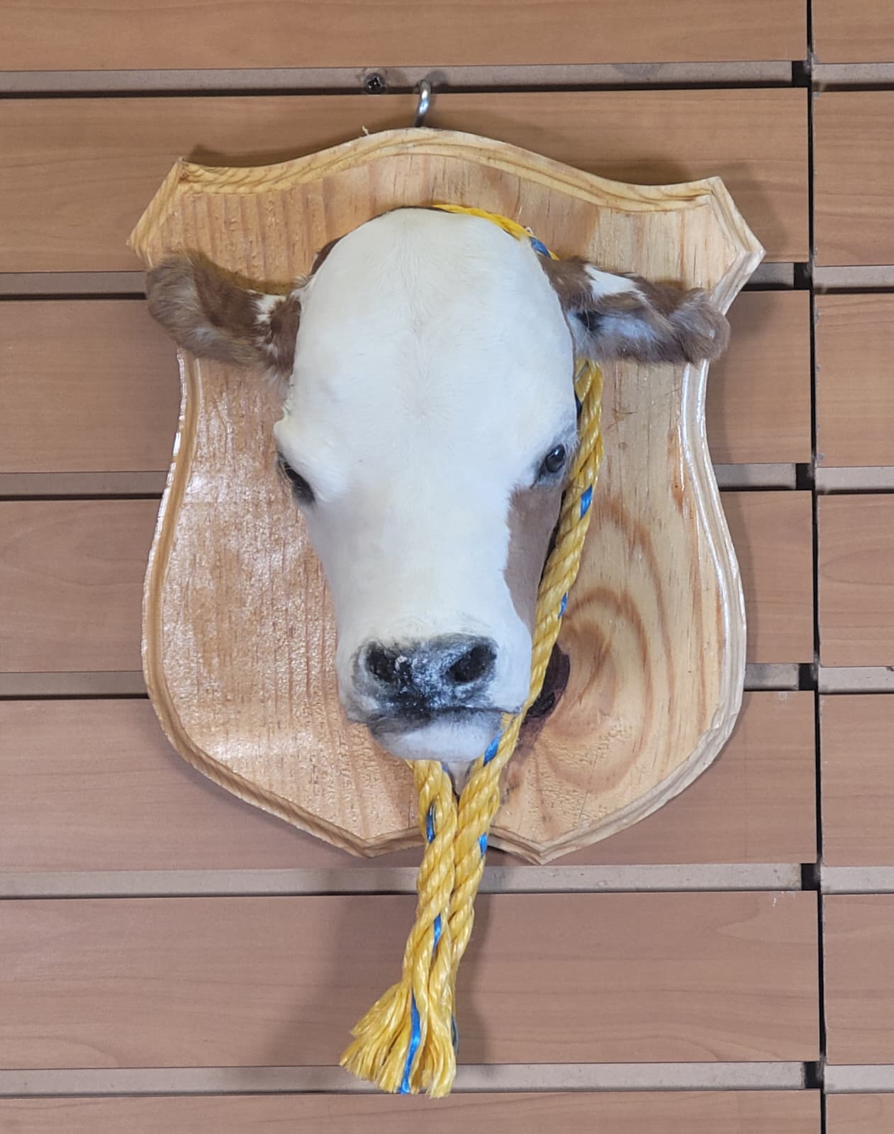 FHCOW10 - Mounted Calf Head – Taxidermy