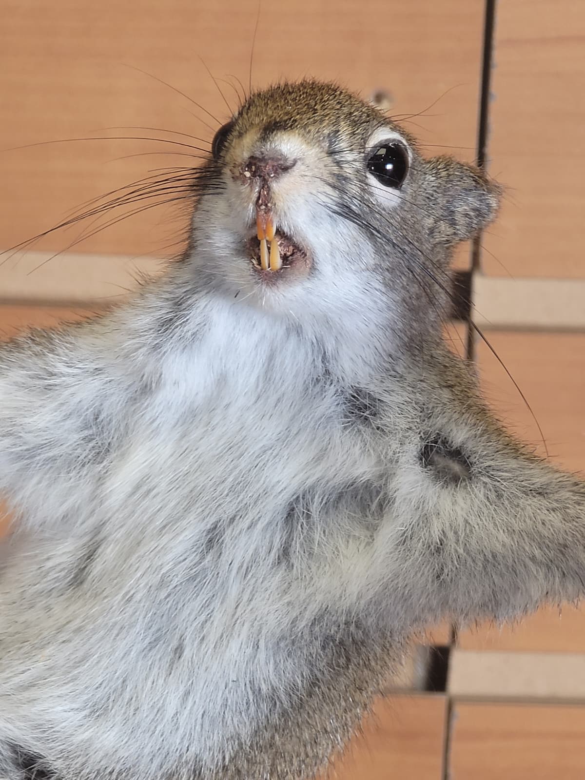 FHSQ302 - Stripping American Red Squirrel Taxidermy Mount