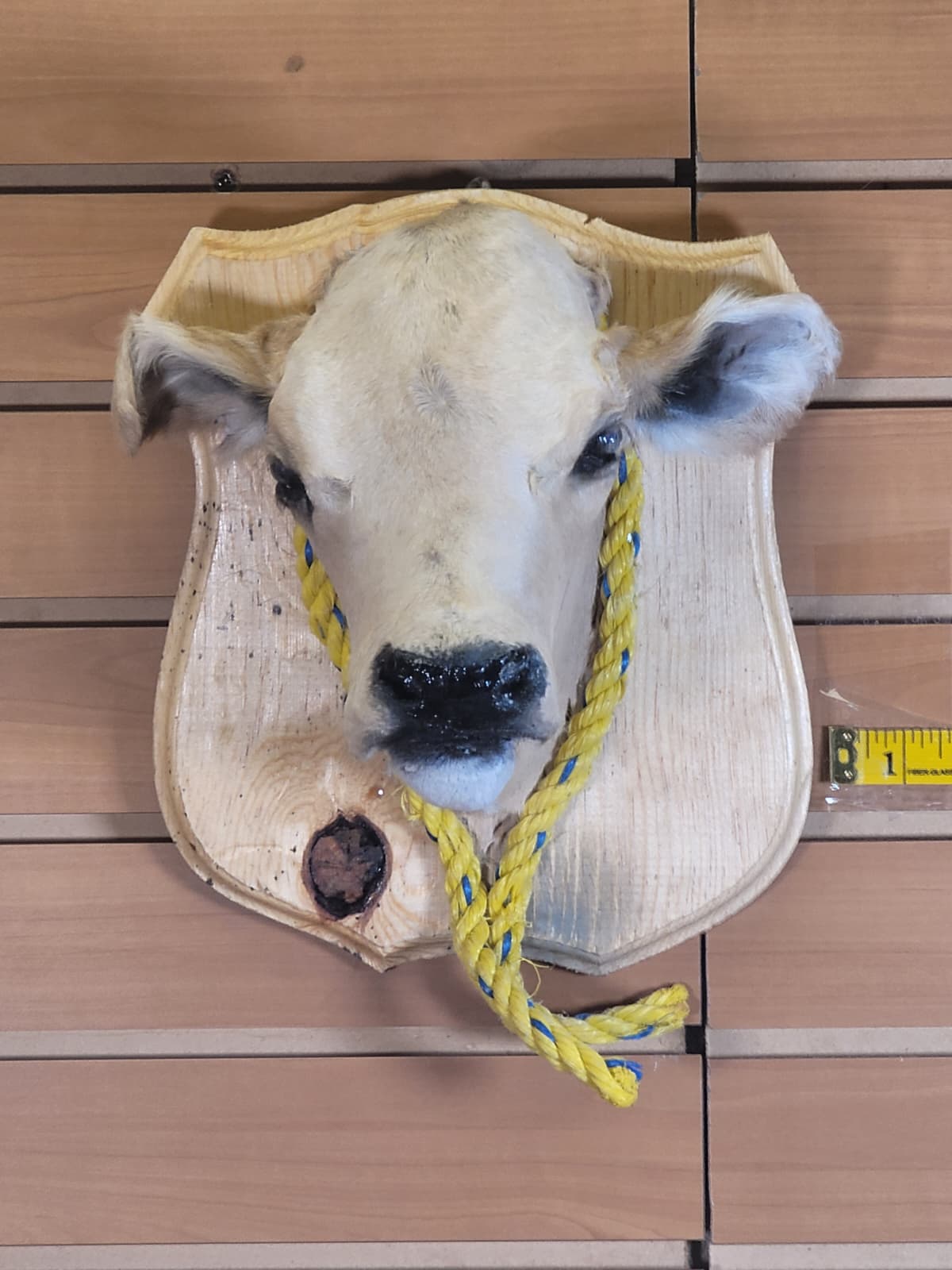 FHCOW304 - Mounted Calf Head – Taxidermy