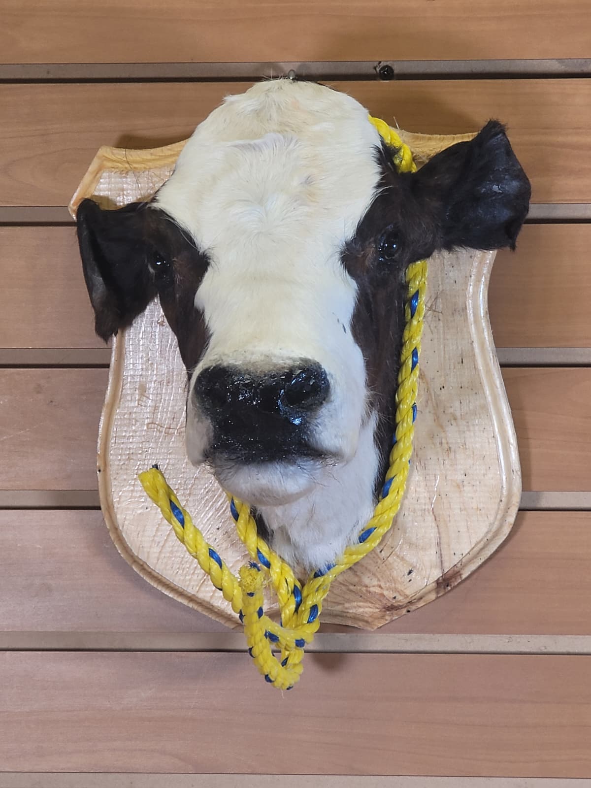 FHCOW302 - Mounted Calf Head – Taxidermy