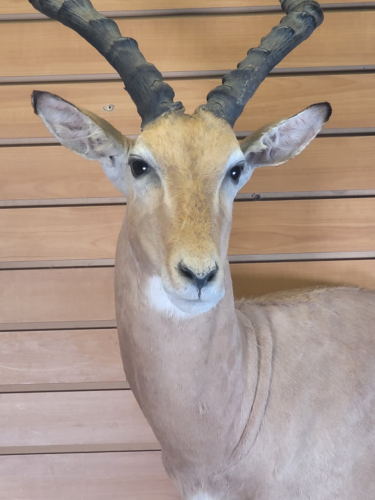 FHFF300 - Impala Head (Aepyceros melampus) – Taxidermy Mount