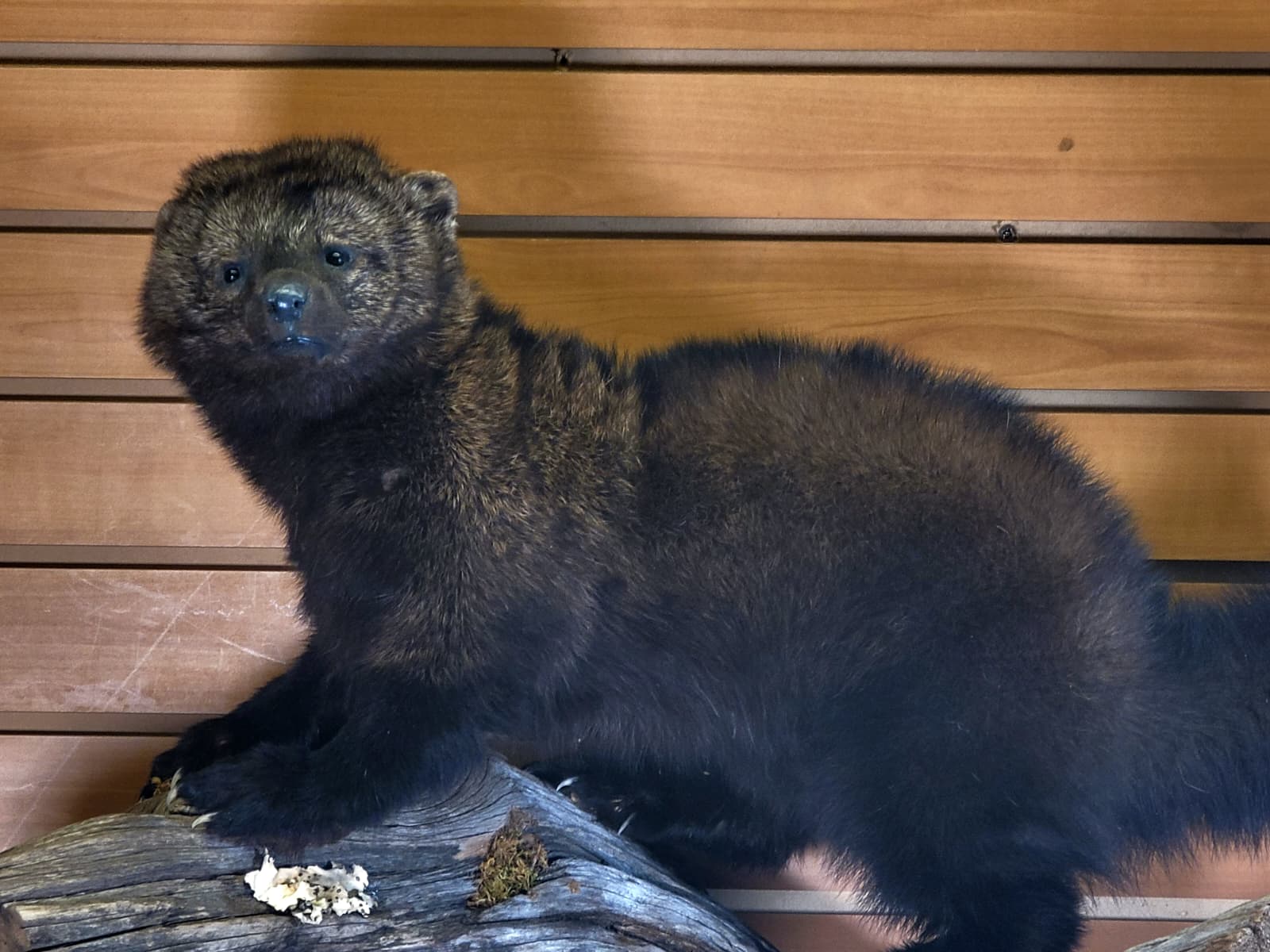 FHPC300 - Fisher – Taxidermy Mount