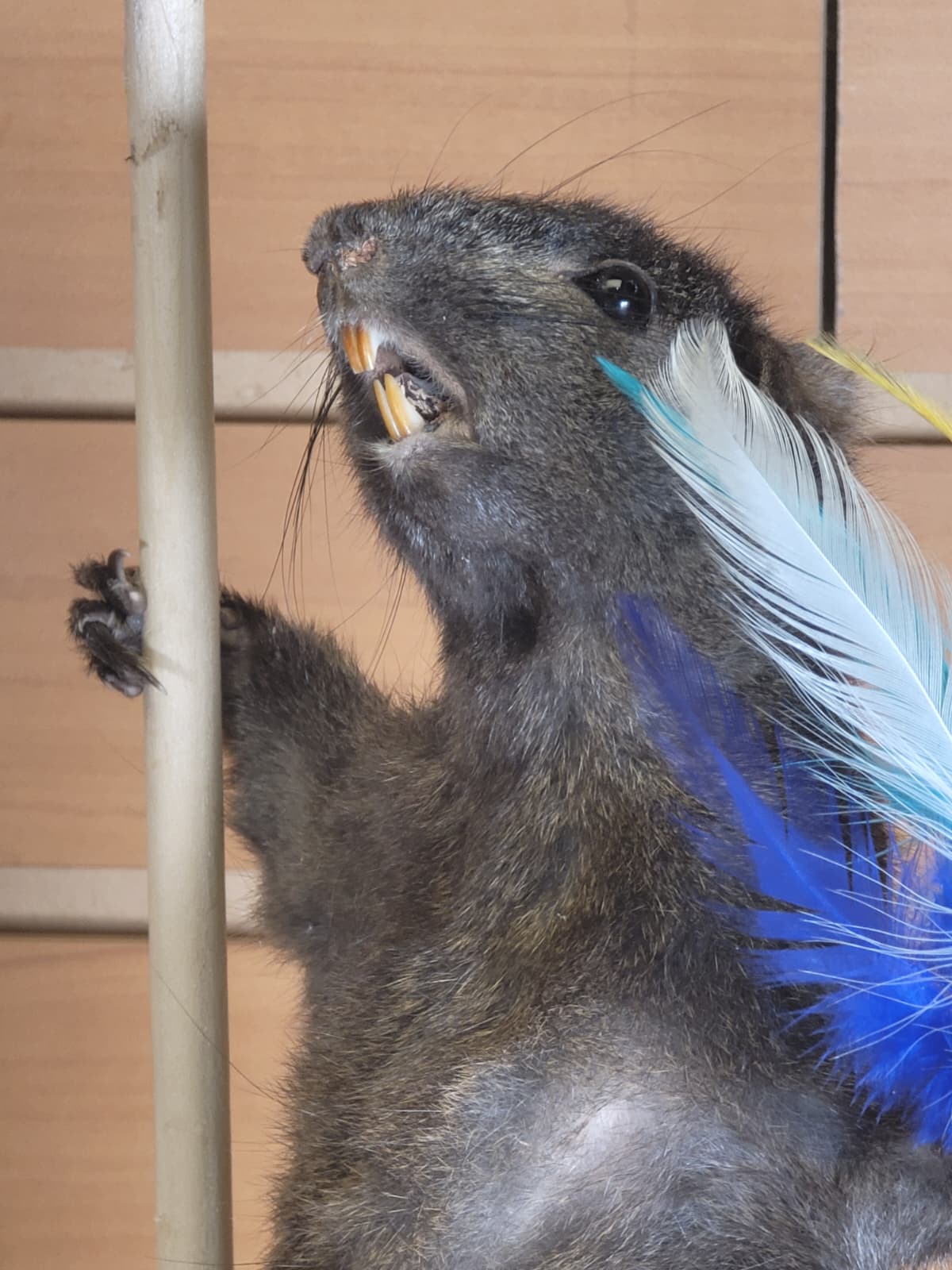 FHSQ305 - Stripping American red squirrel taxidermy mount