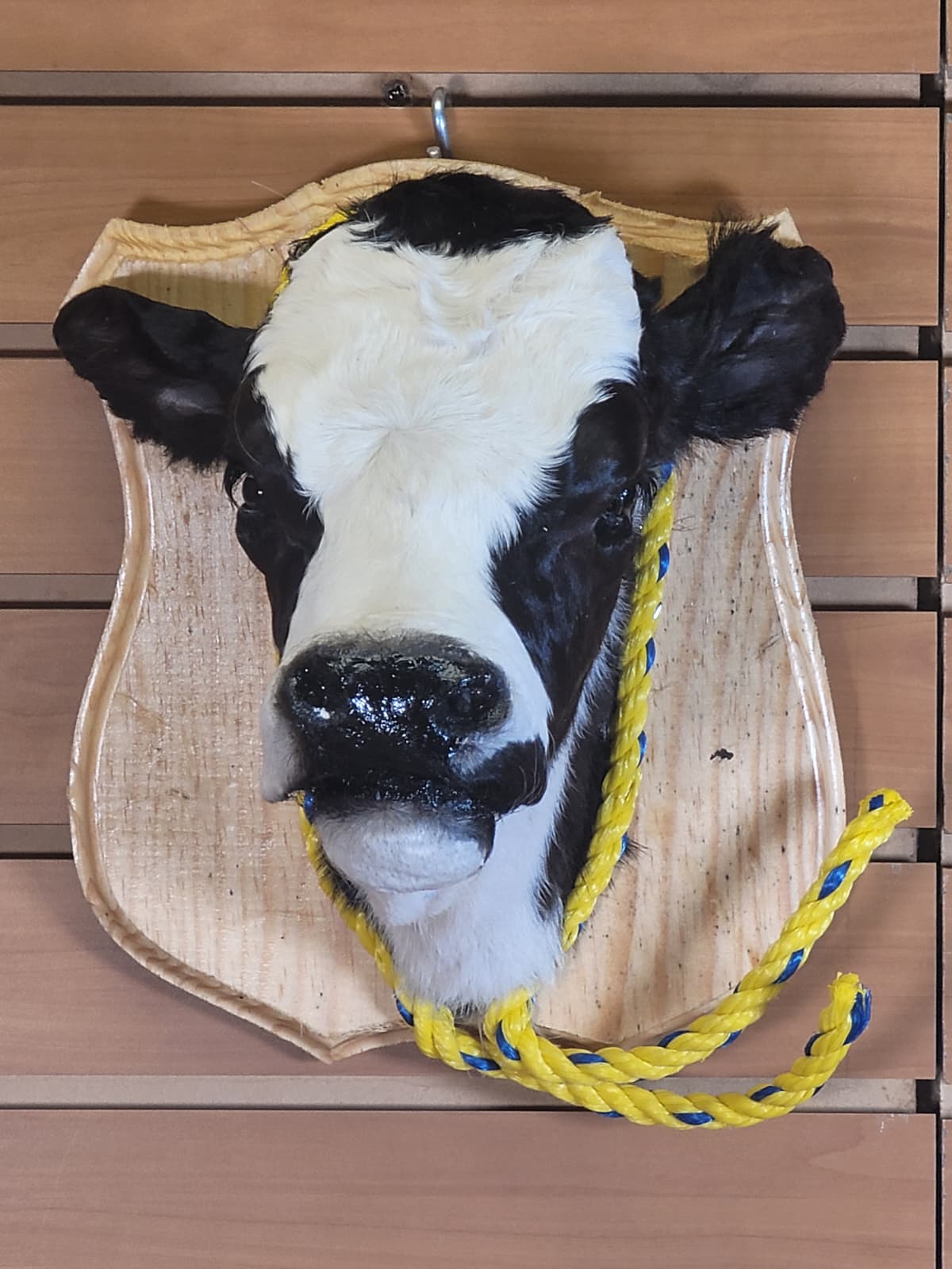 FHCOW307 - Mounted Calf Head – Taxidermy