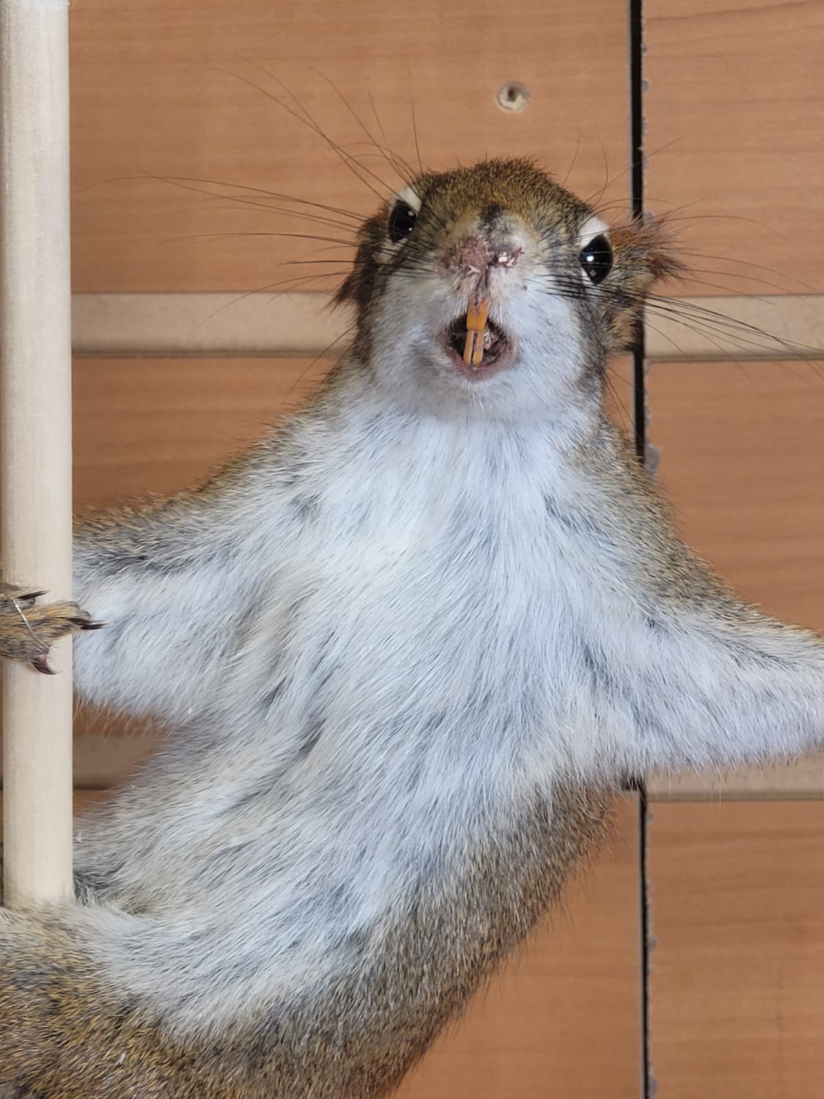FHSQ303 - Stripping American Red Squirrel Taxidermy Mount