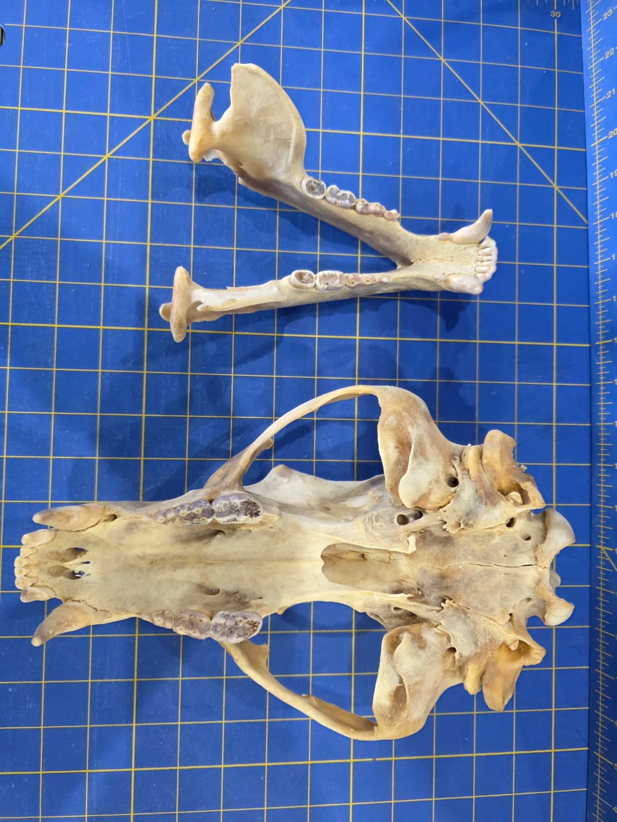 Jtv437 - Bear Skull Taxidermy – 10½” Long Display